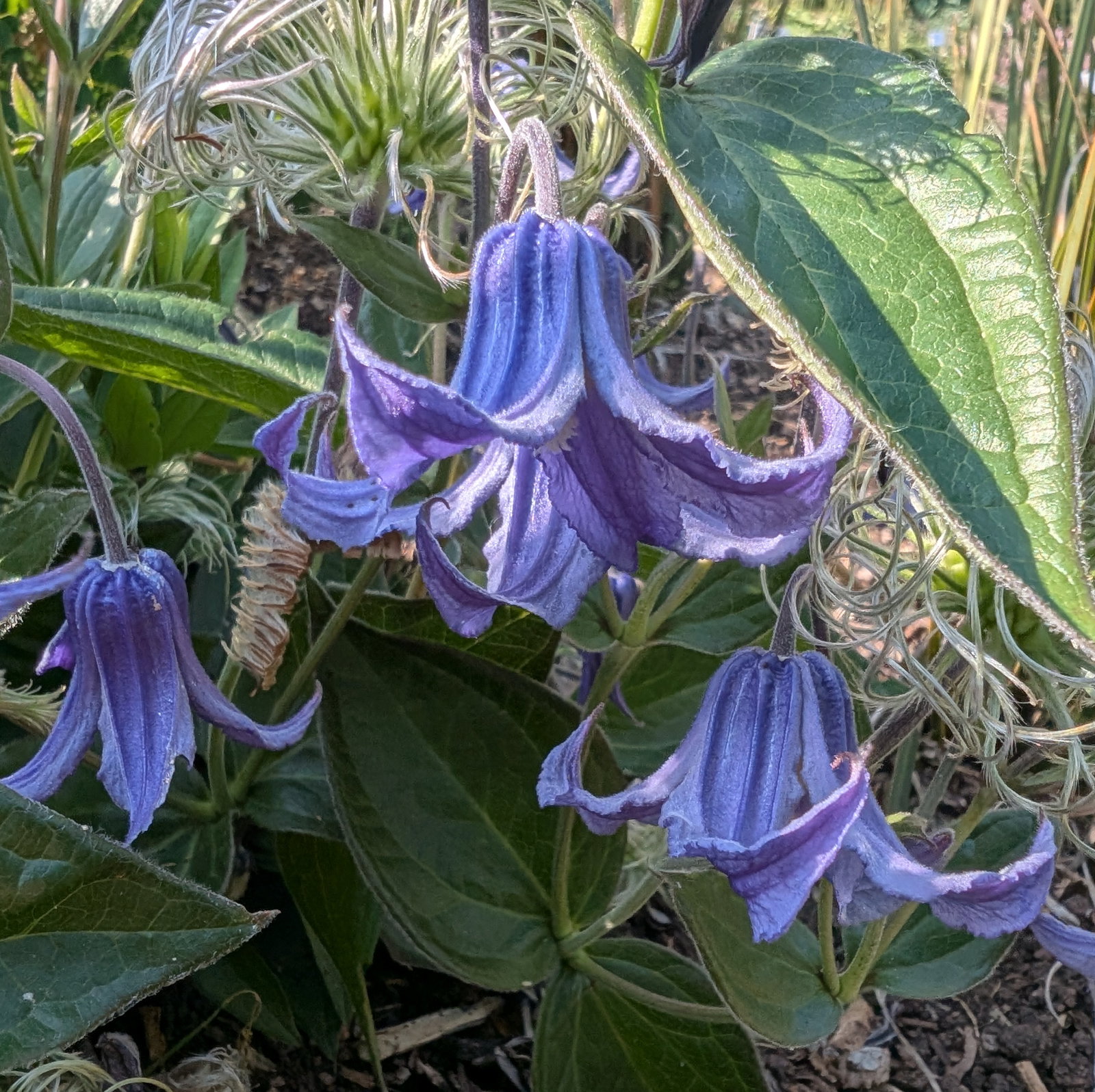 Clematis Integrifolia Blue Ribbons