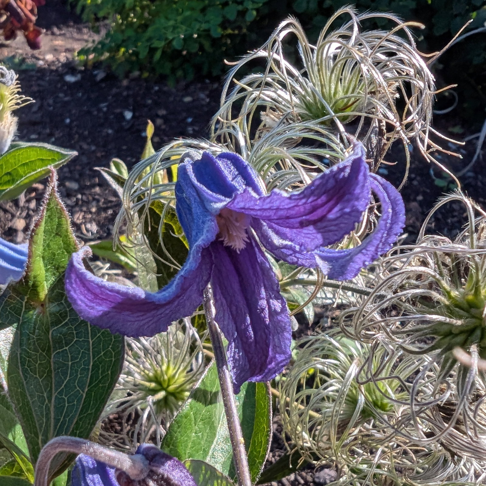 Clematis Integrifolia Blue Ribbons
