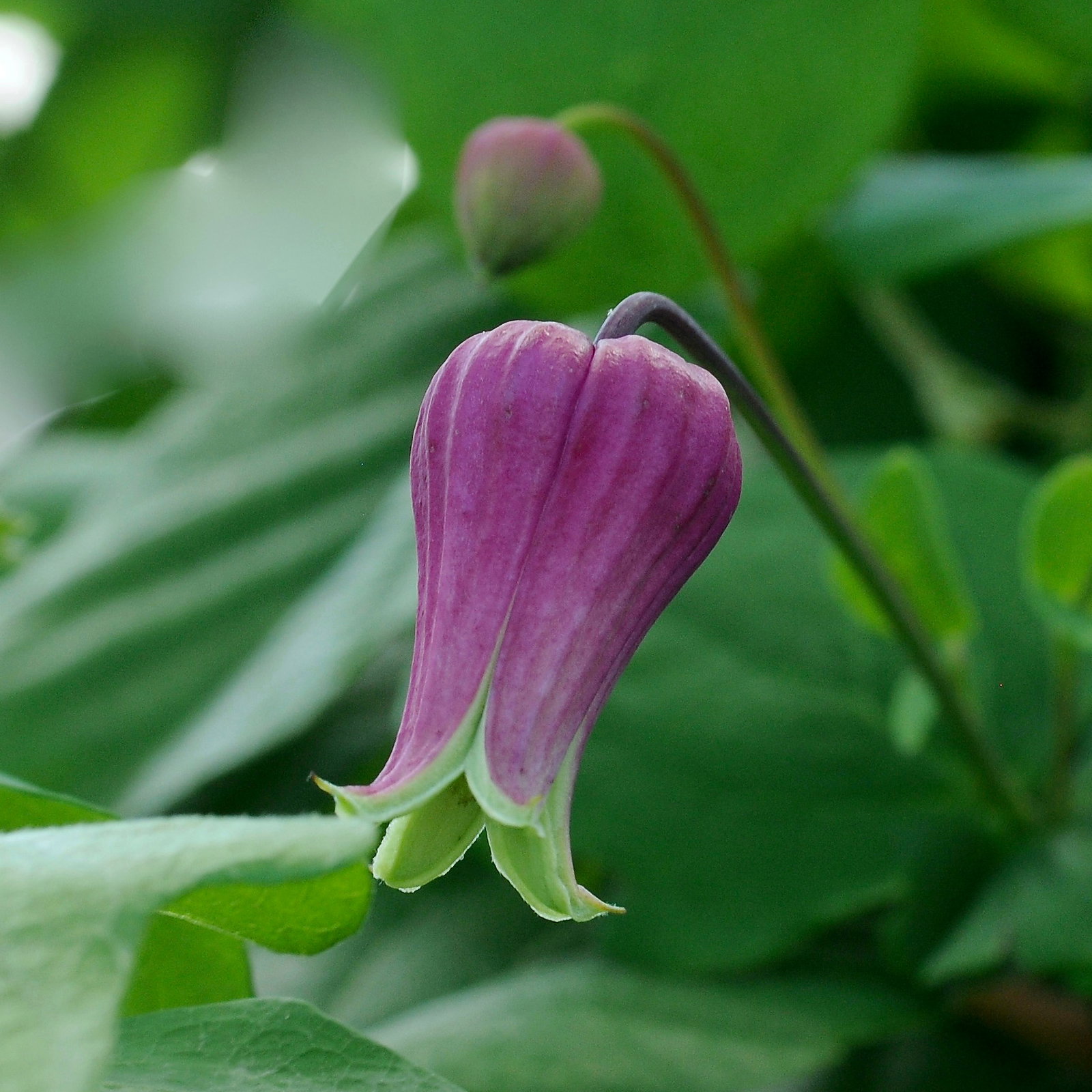 Clematis Glaucophylla