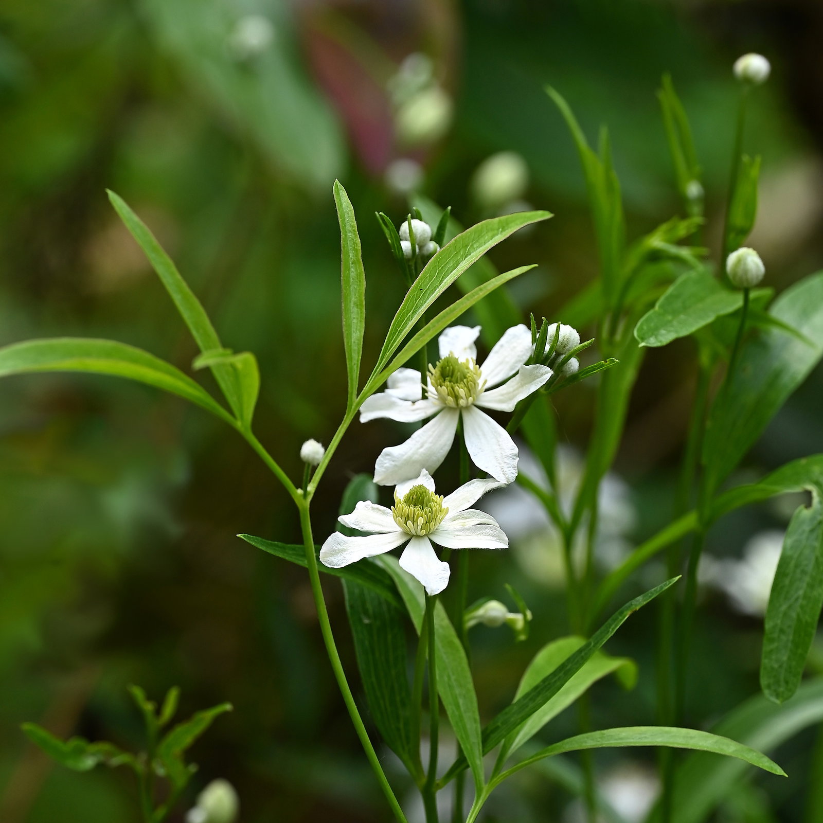 Clematis Hexapetala