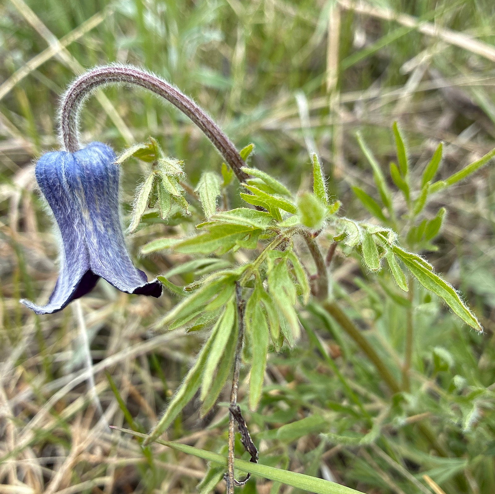 Clematis Hirsutissima Var. Scottii