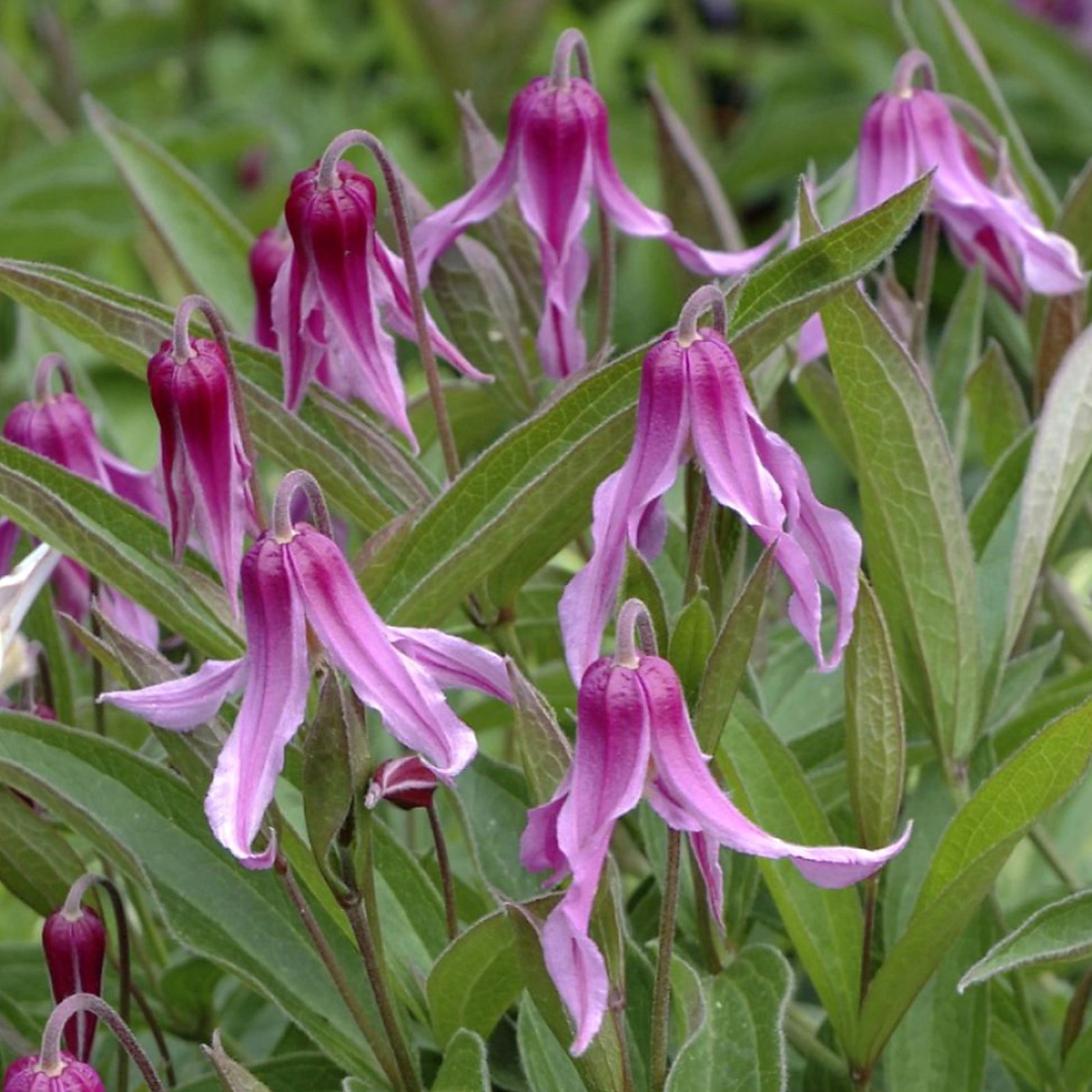 Clematis Integrifolia 'Hanajima'