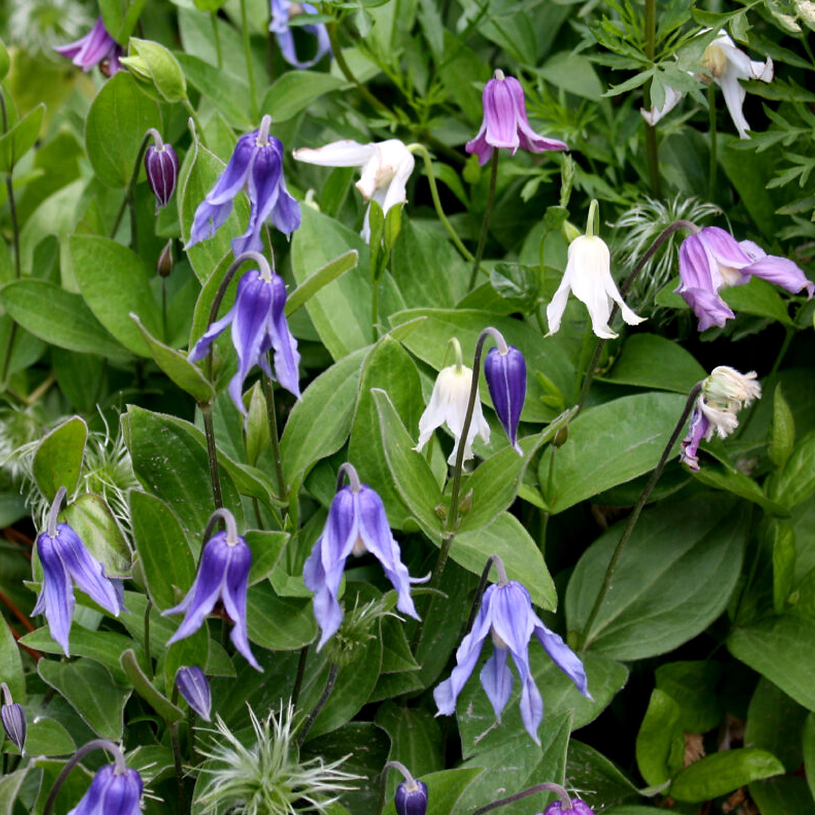 Clematis Integrifolia 'Mongolian Bells'