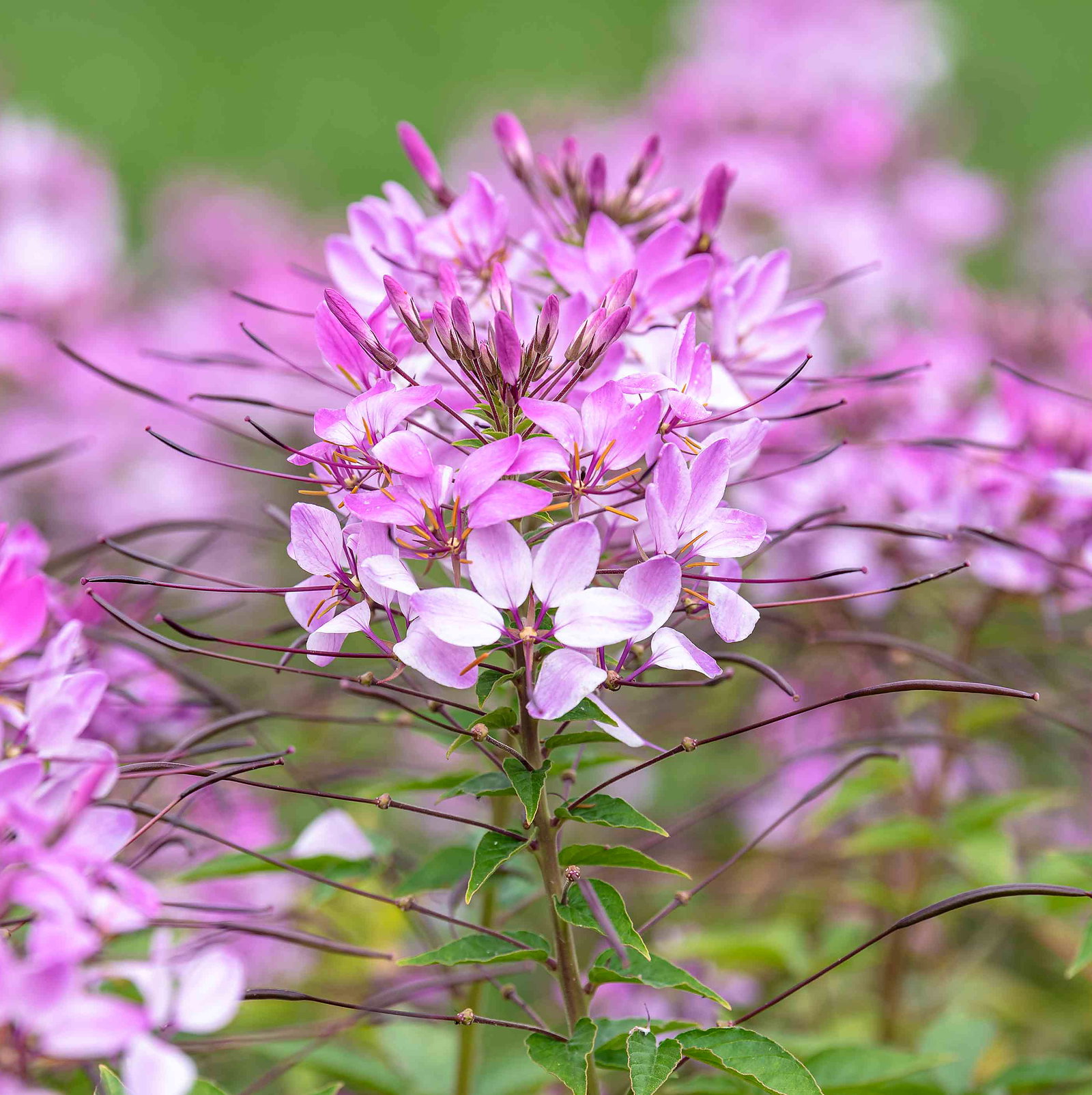 Cleome Hassleriana 'Rose Queen'