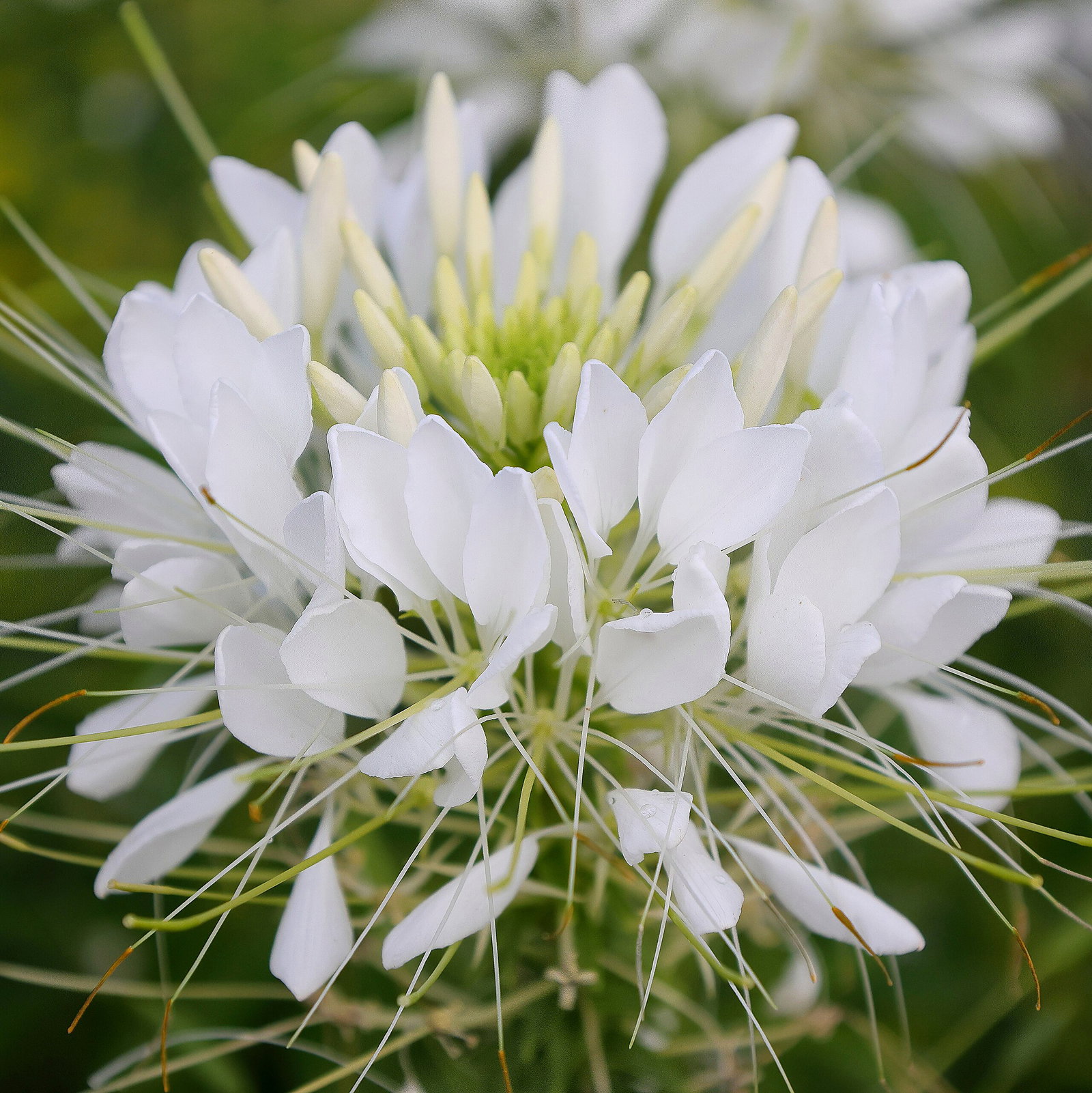 Cleome Hassleriana 'Sparkler'