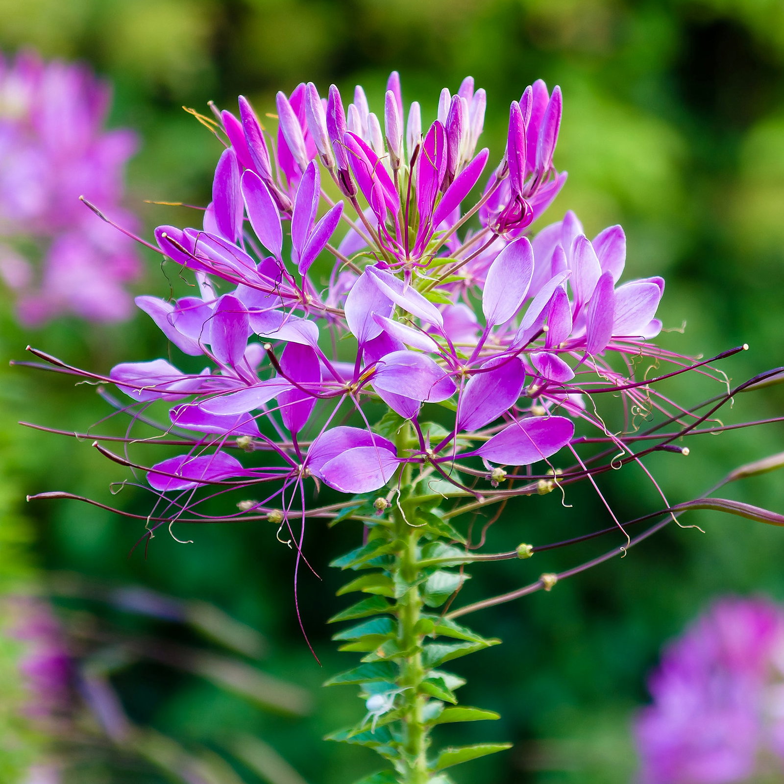 Cleome Hassleriana 'Violet Queen'