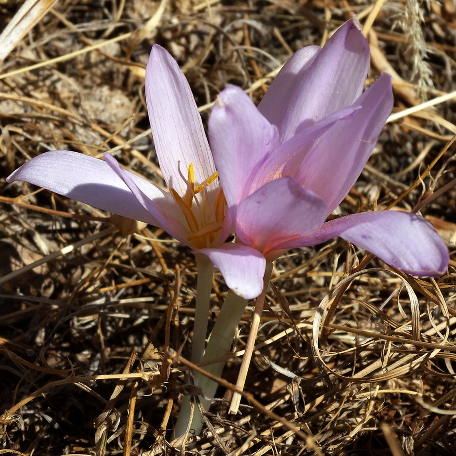 Colchicum Balansae