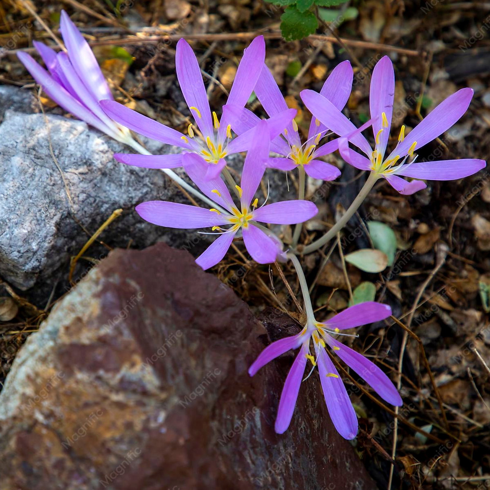Colchicum Baytopiorum