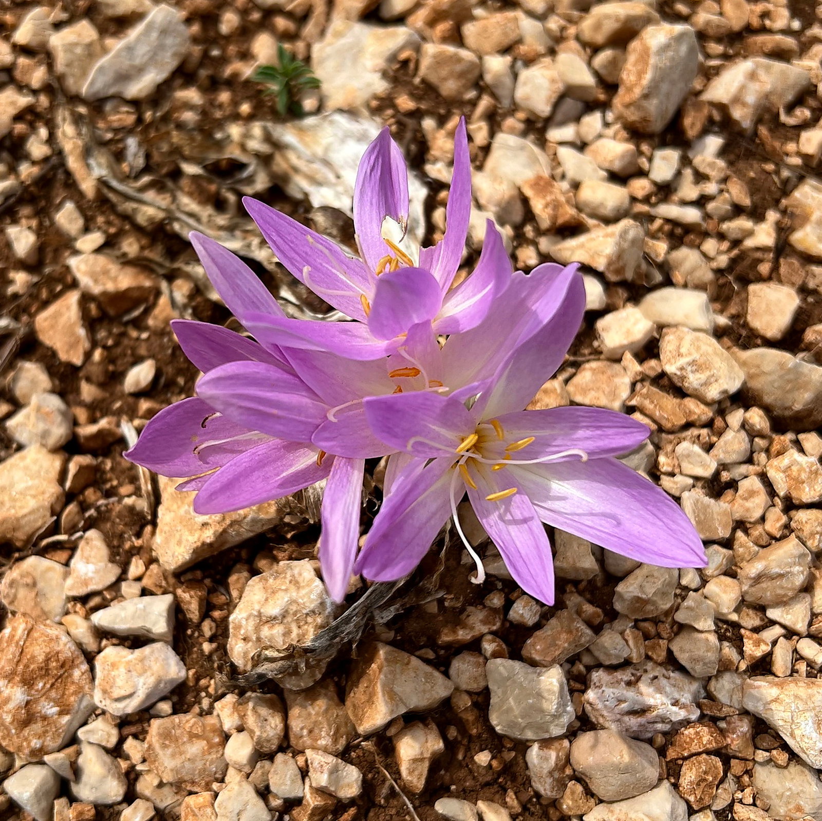 Colchicum Haynaldii