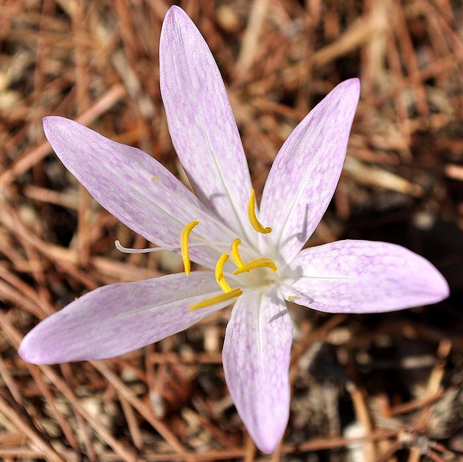 Colchicum Lingulatum