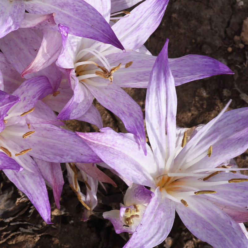 Colchicum Macrophyllum