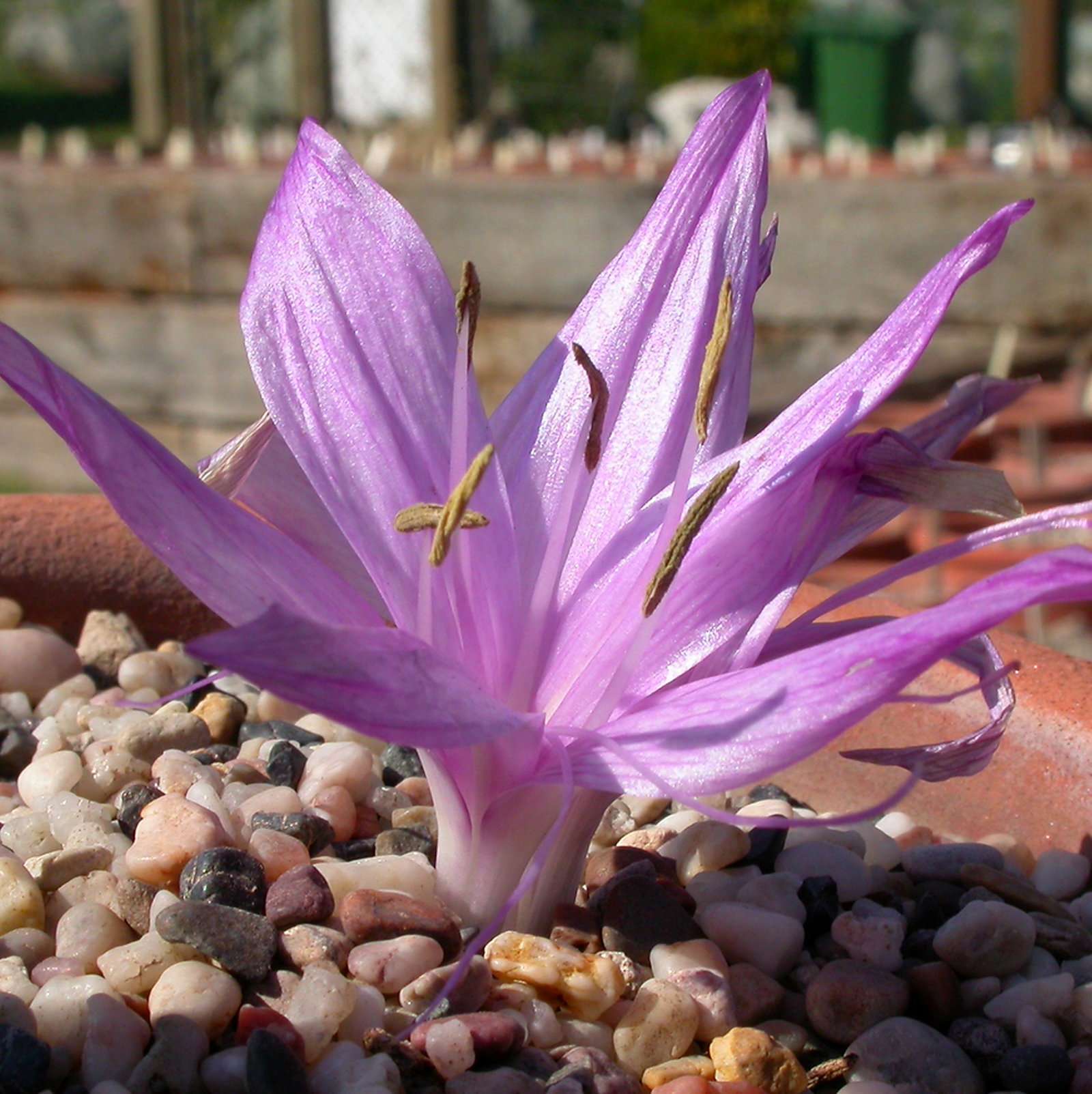 Colchicum Visianii