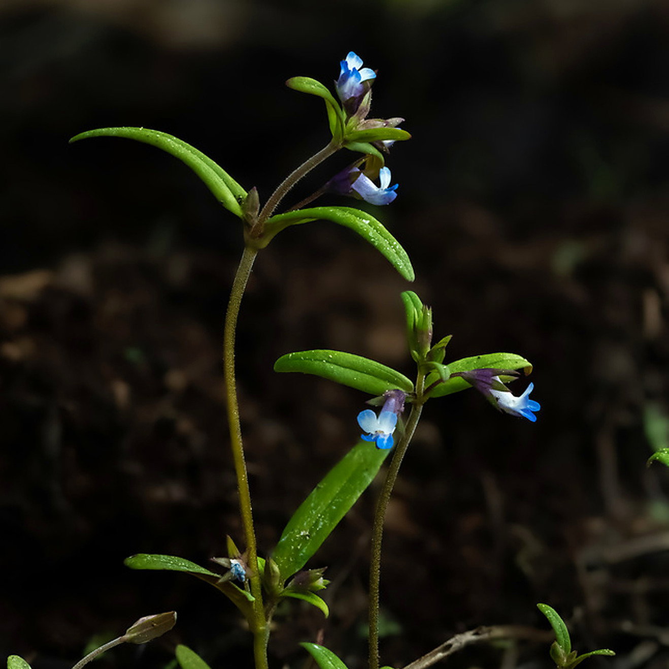 Collinsia Parviflora