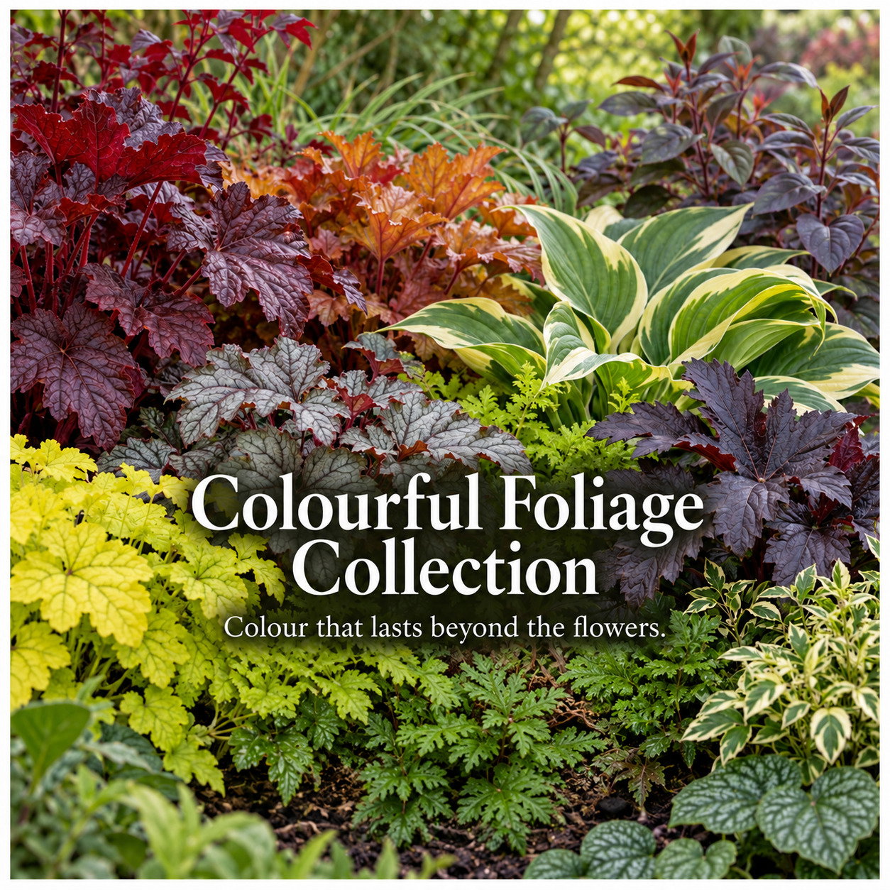 Colourful Foliage Collection