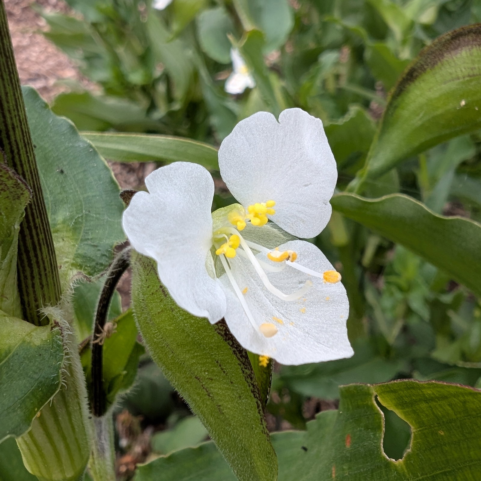 Commelina Coelestis Alba
