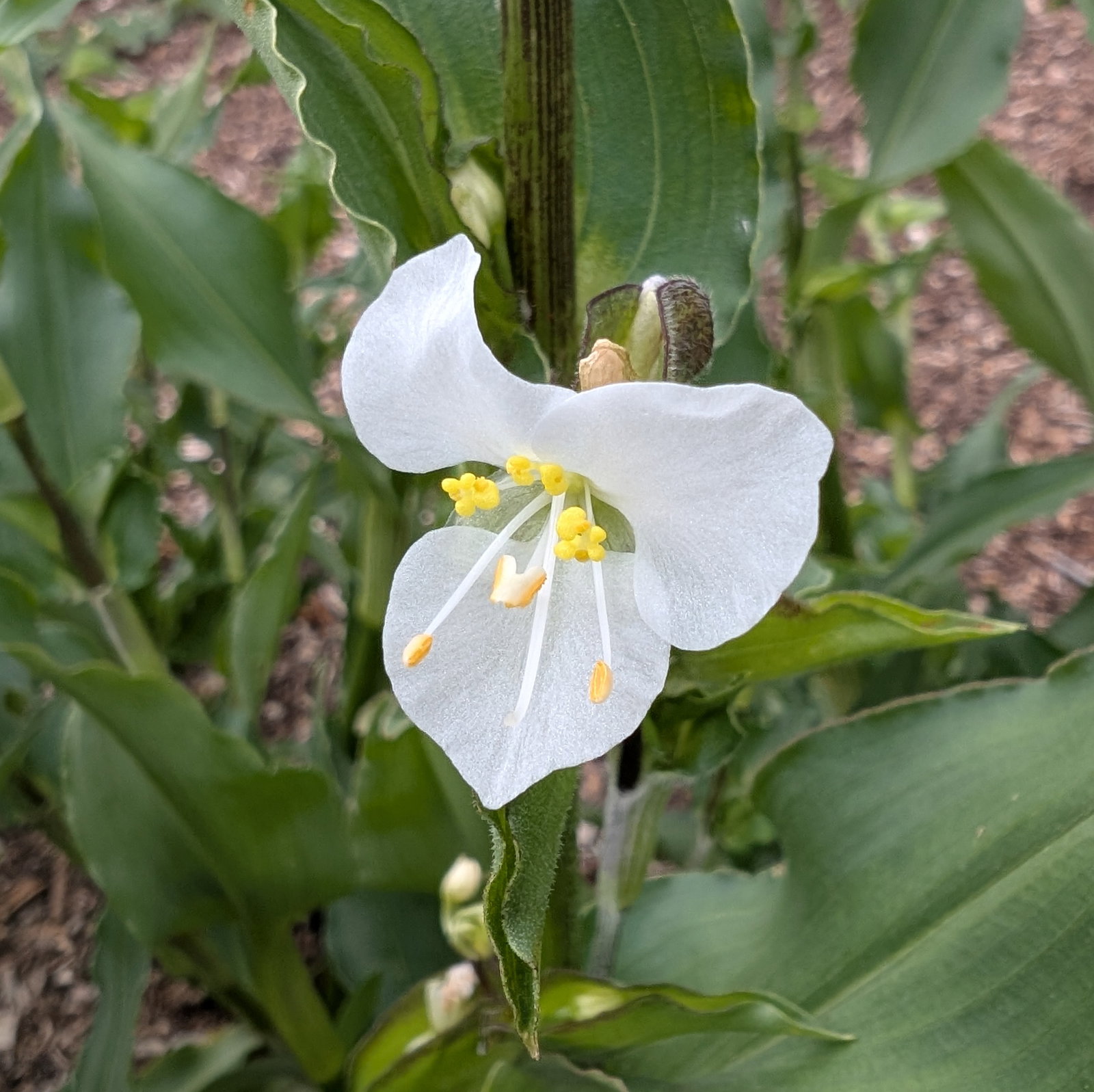 Commelina Coelestis Alba