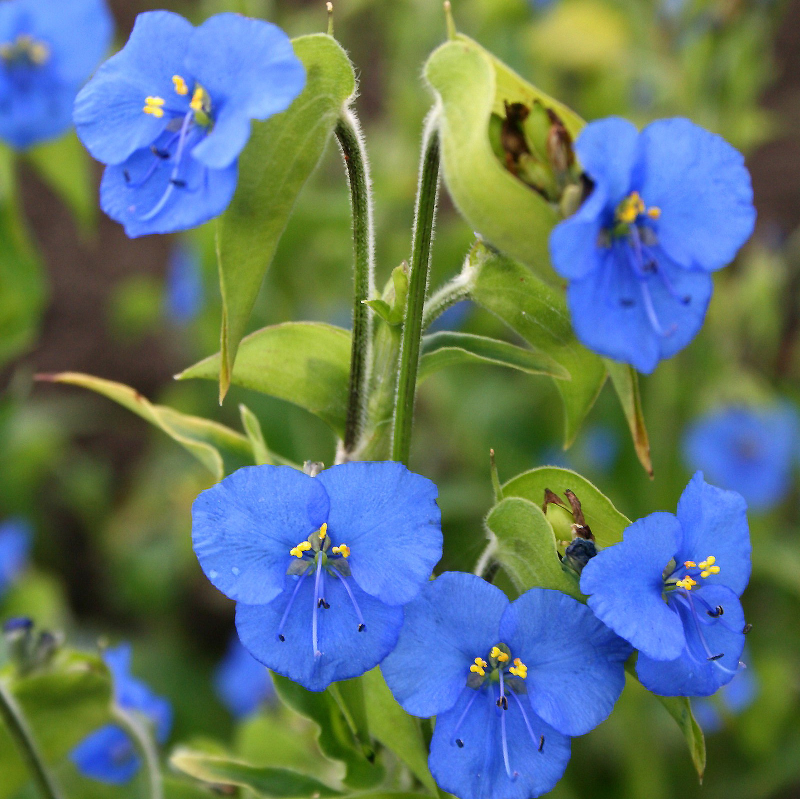Commelina Tuberosa