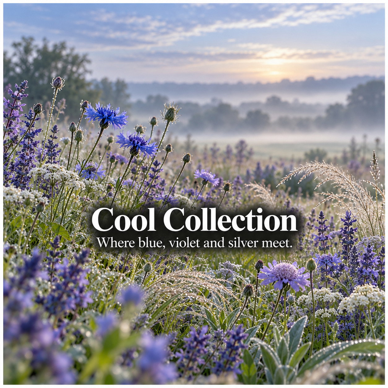 Cool Collection