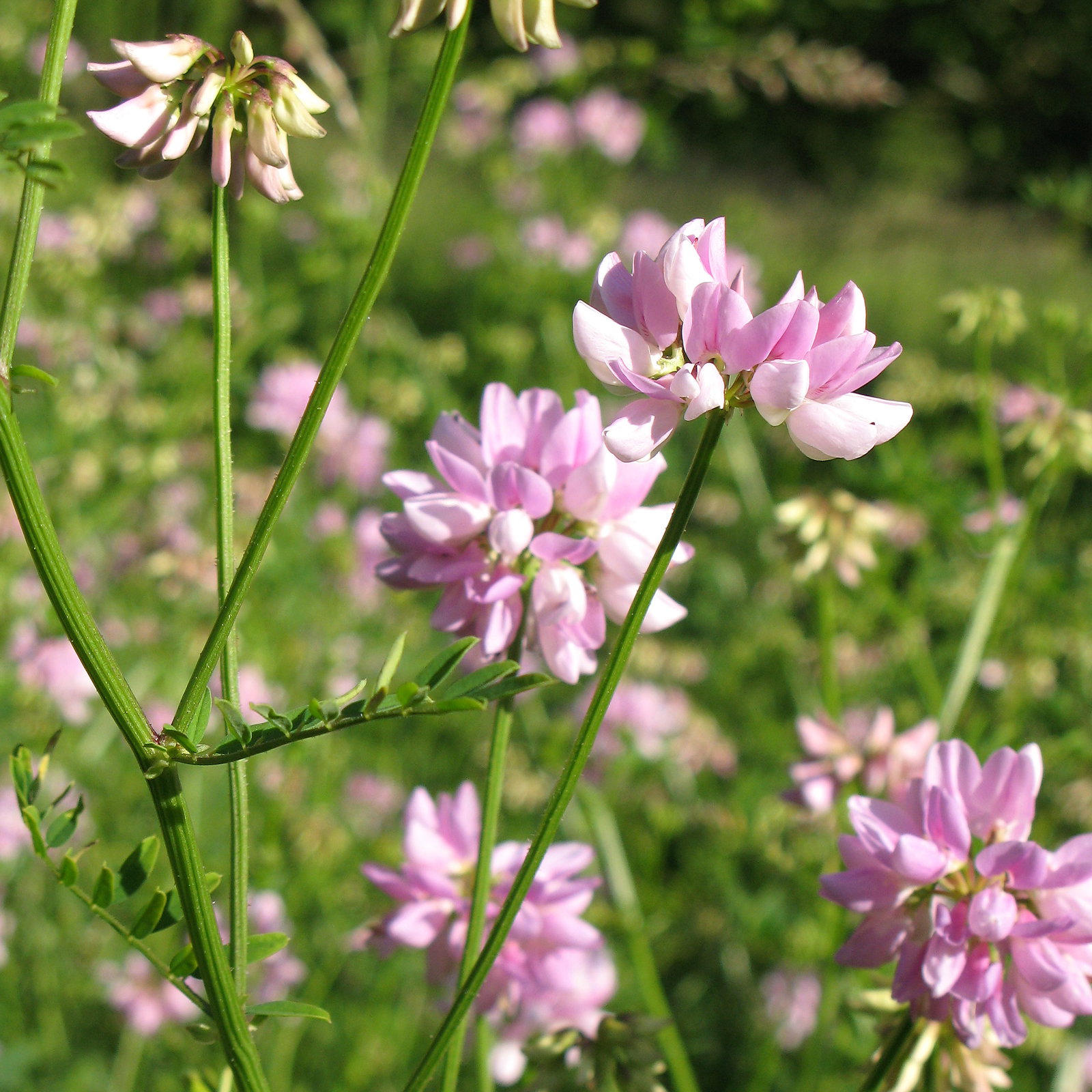 Coronilla Varia
