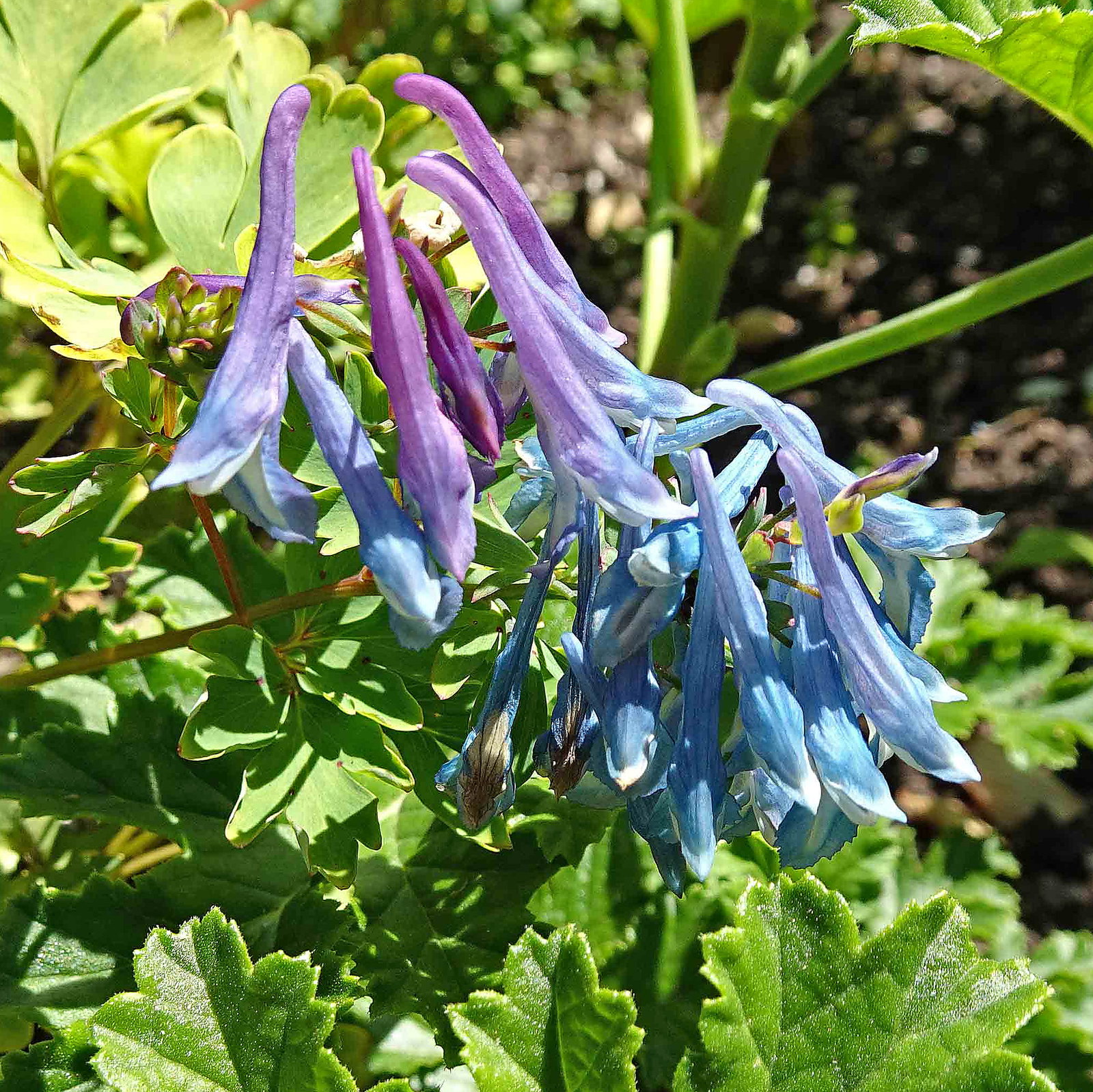 Corydalis Elata