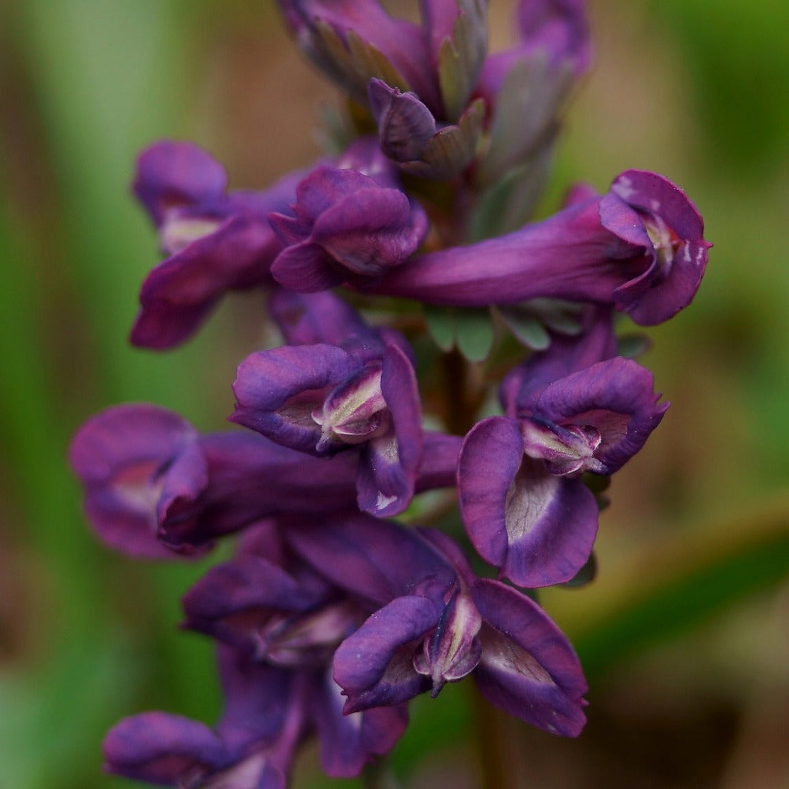 Corydalis Flexuosa 'Korn's Purple'