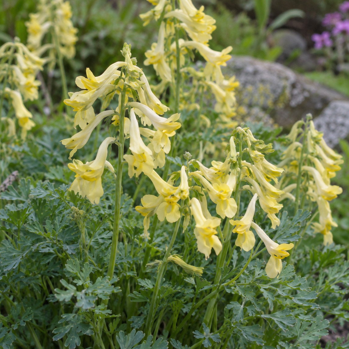 Corydalis Heterophylla