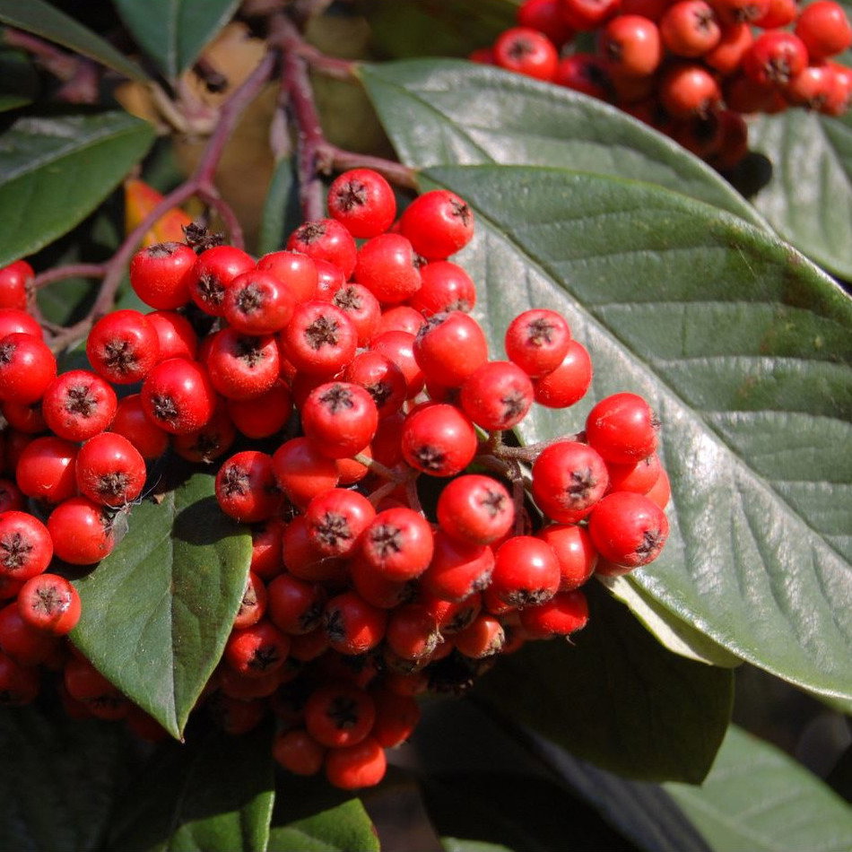 Cotoneaster Frigidus