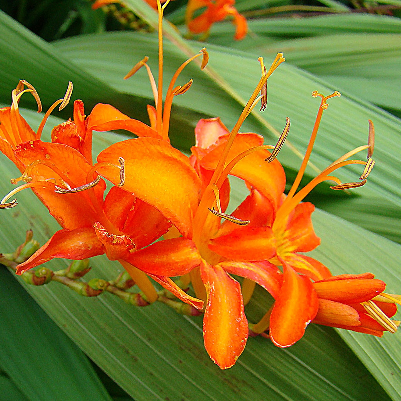 Crocosmia Masoniorum