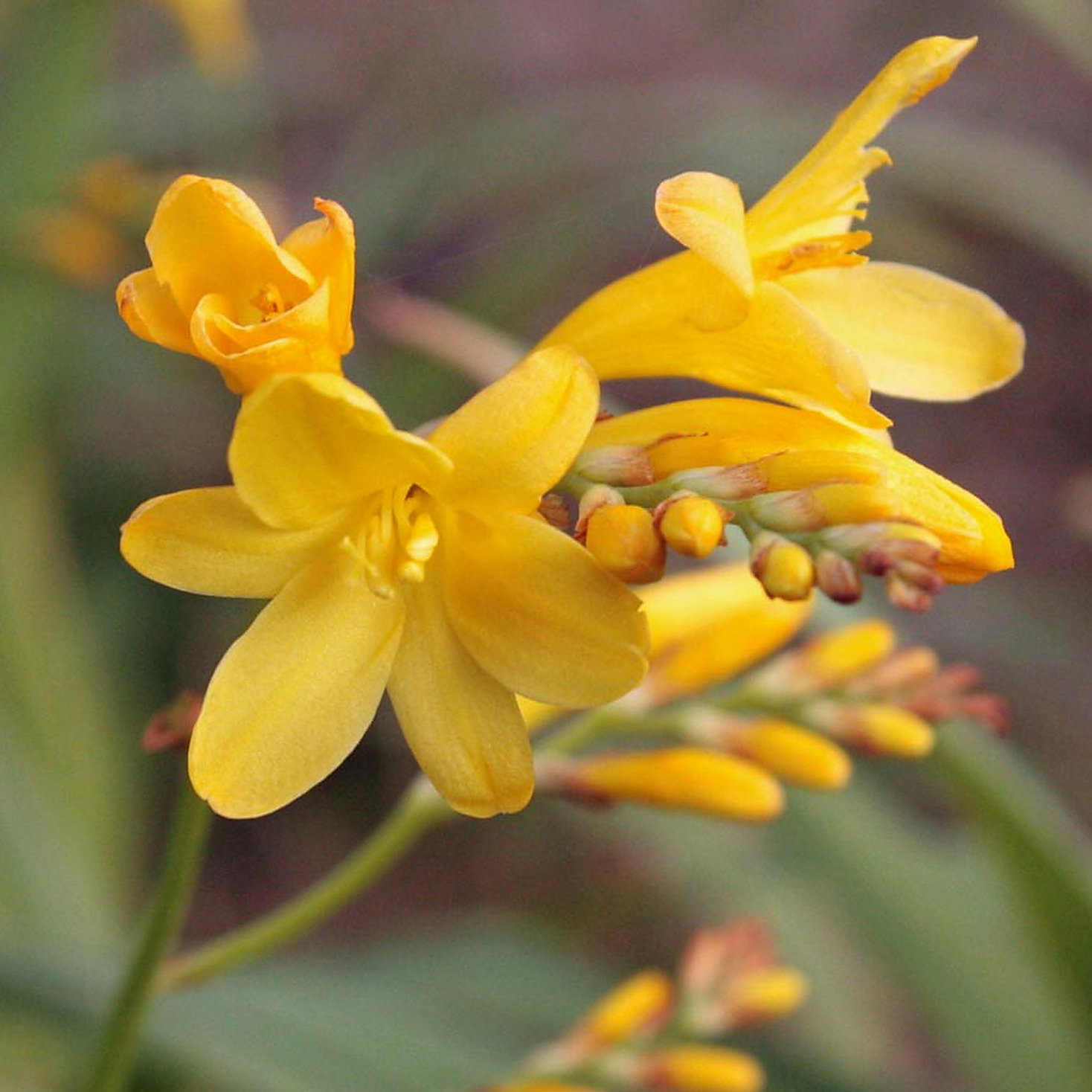 Crocosmia X Crocosmiiflora 'Sunglow'