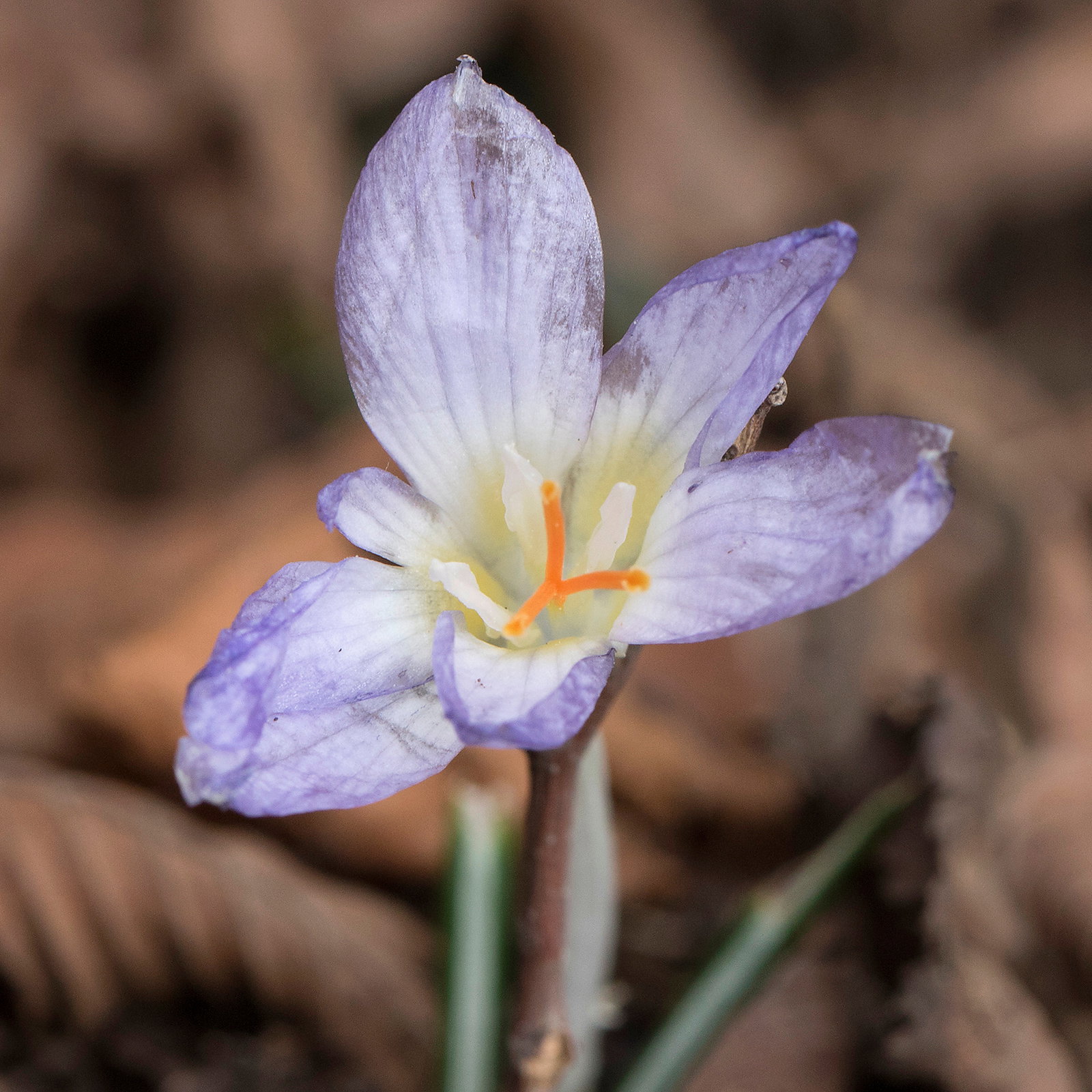 Crocus Adanensis