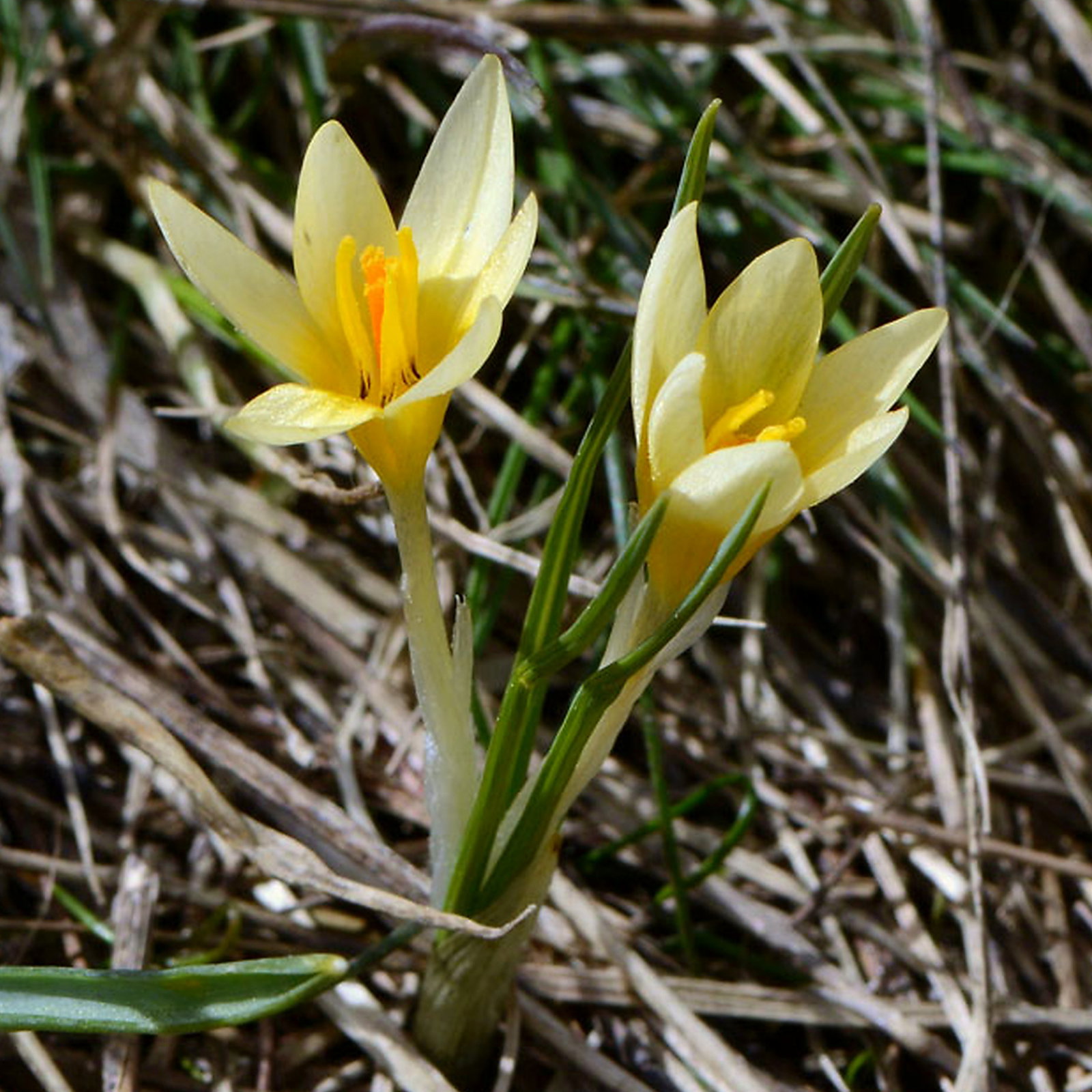 Crocus Danfordiae