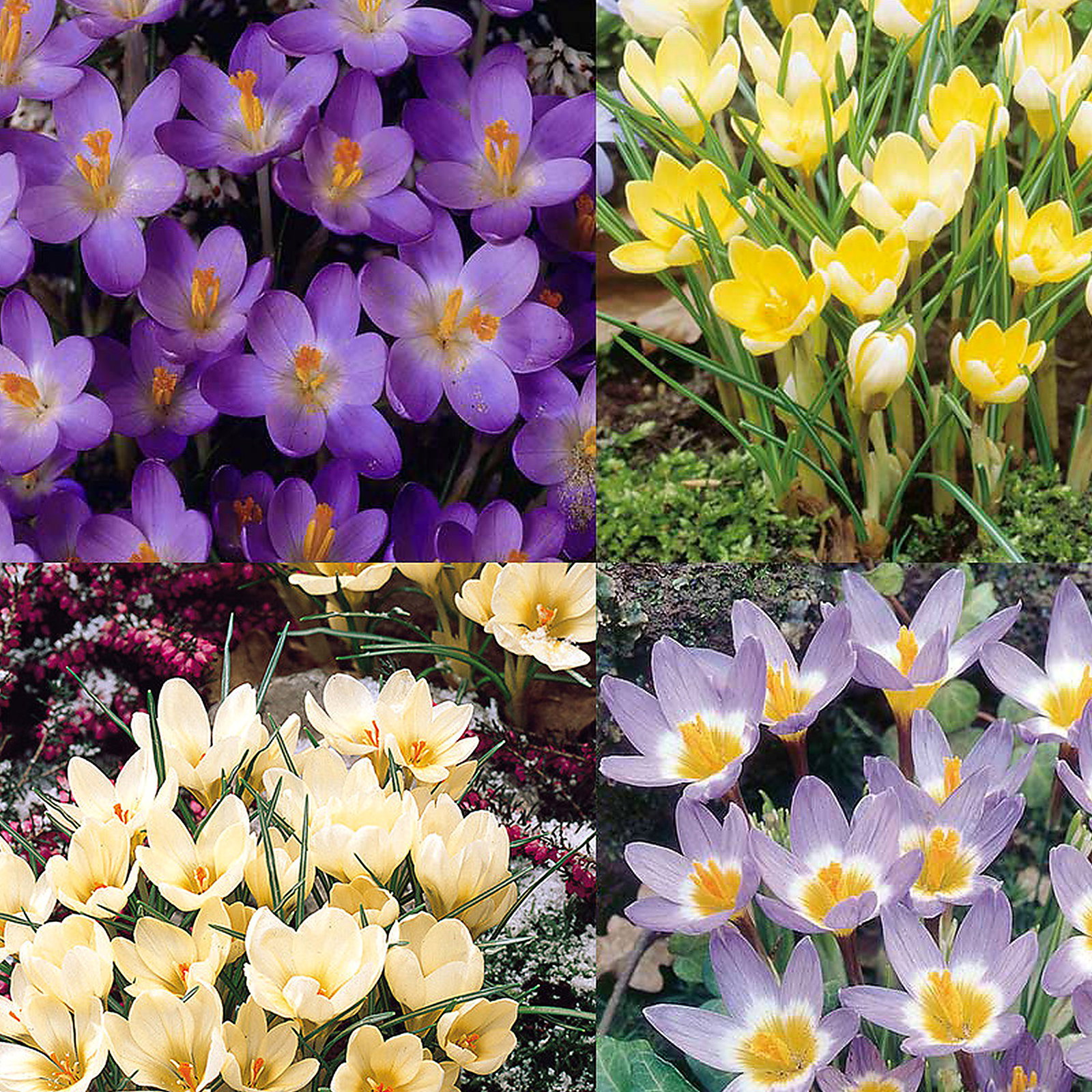 Crocus Mixed Species And Cultivars