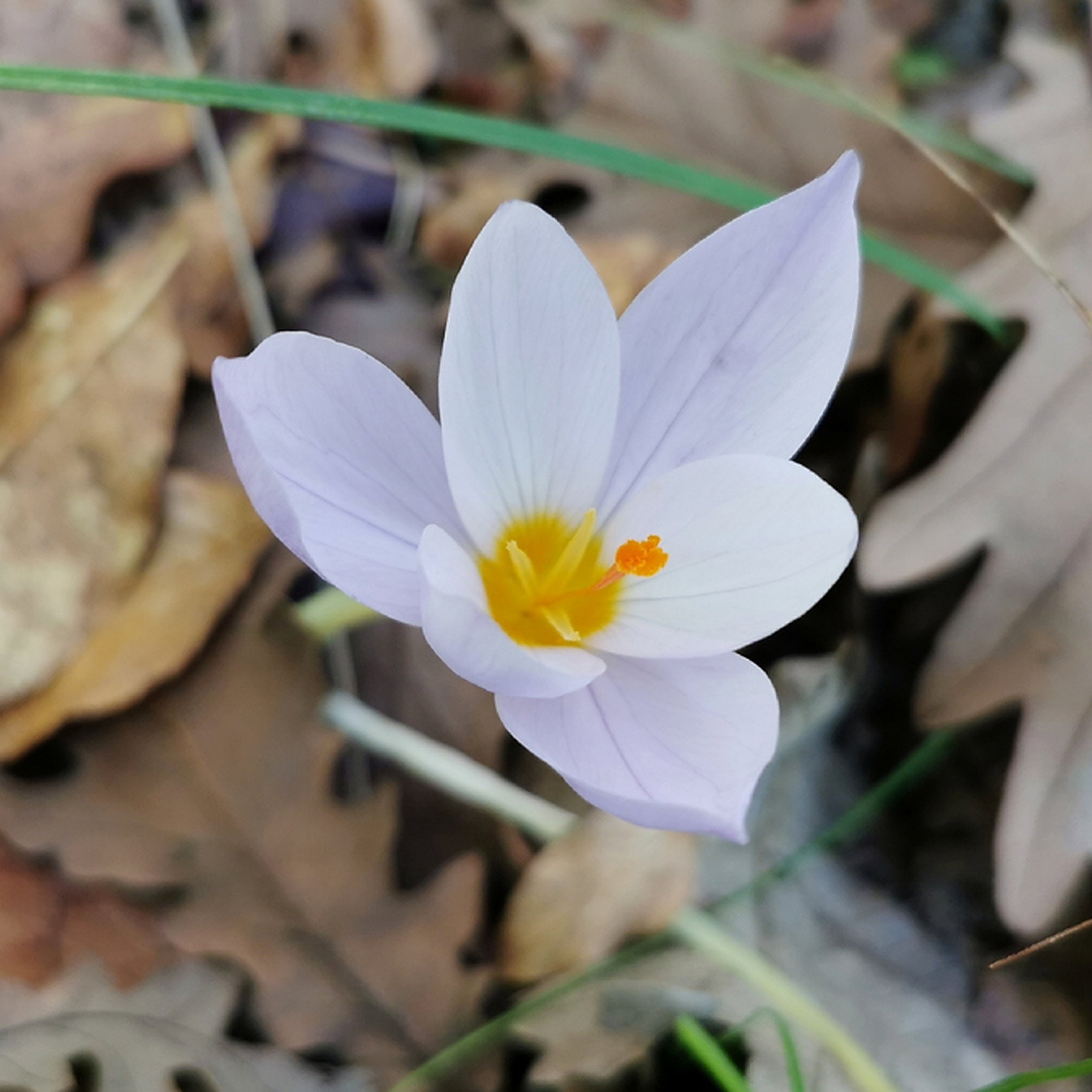 Crocus Robertianus