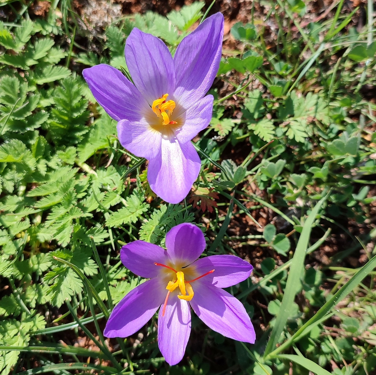 Crocus Thomasii