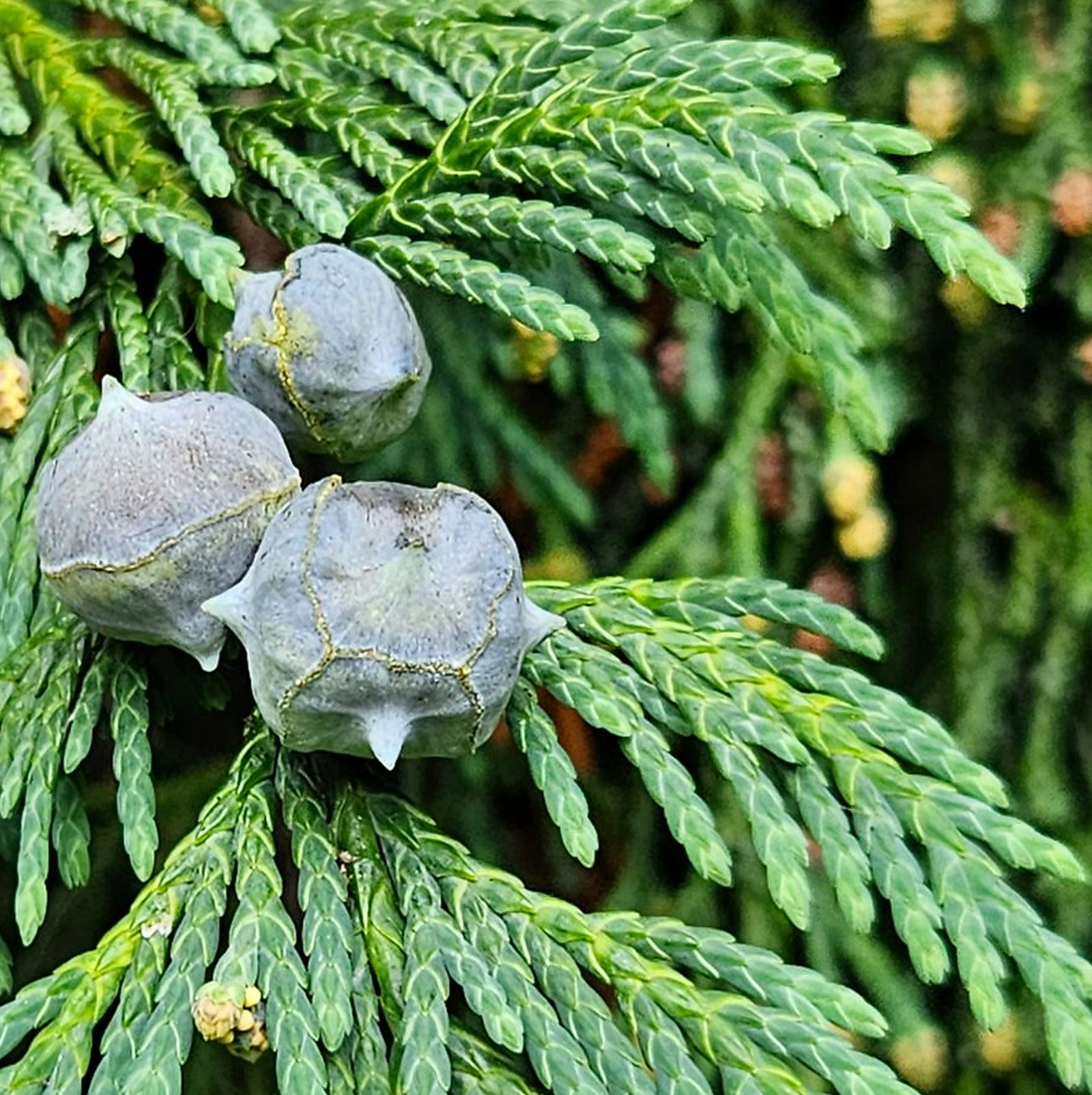 Cupressus Nootkatensis