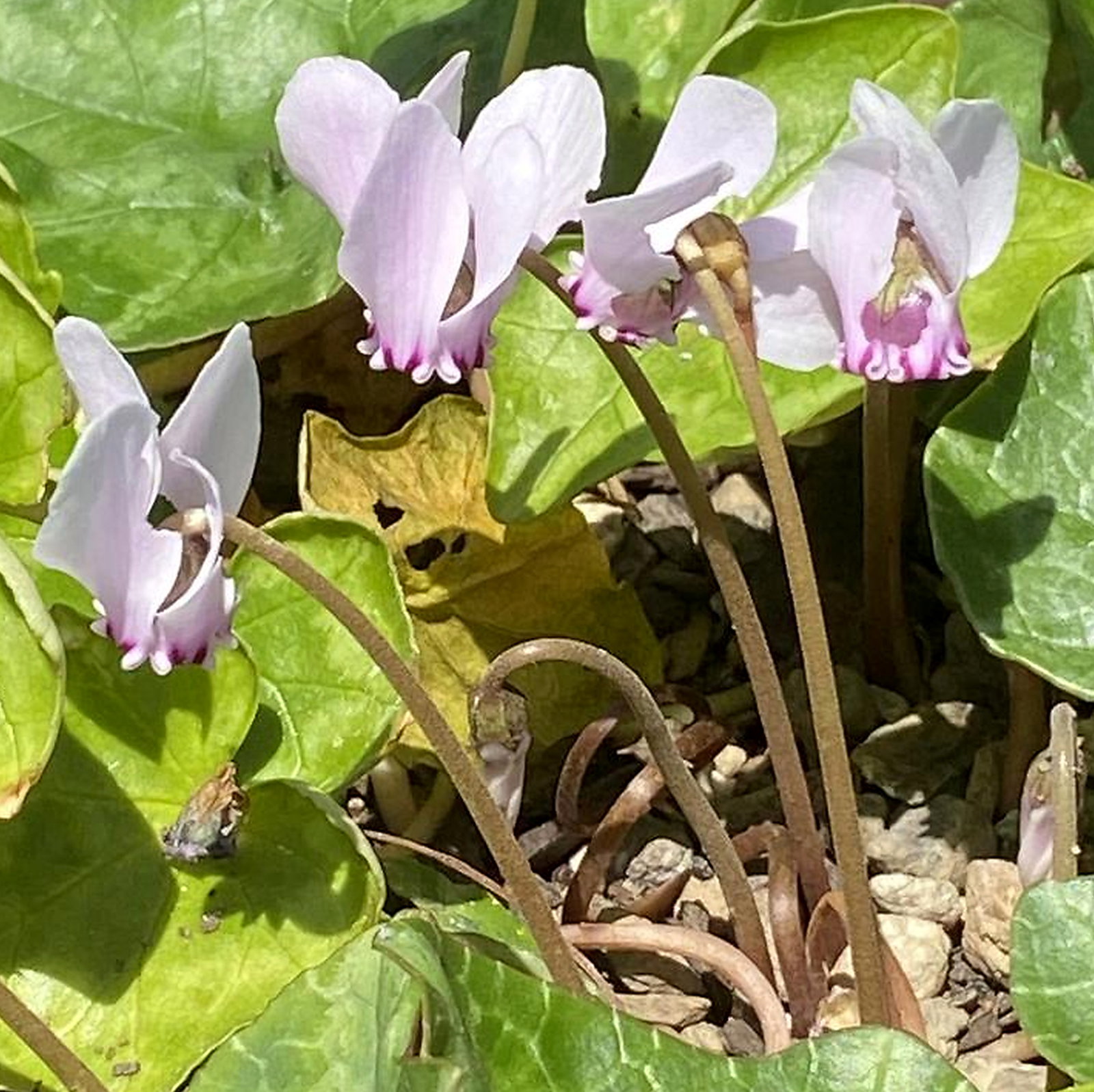 Cyclamen Confusum