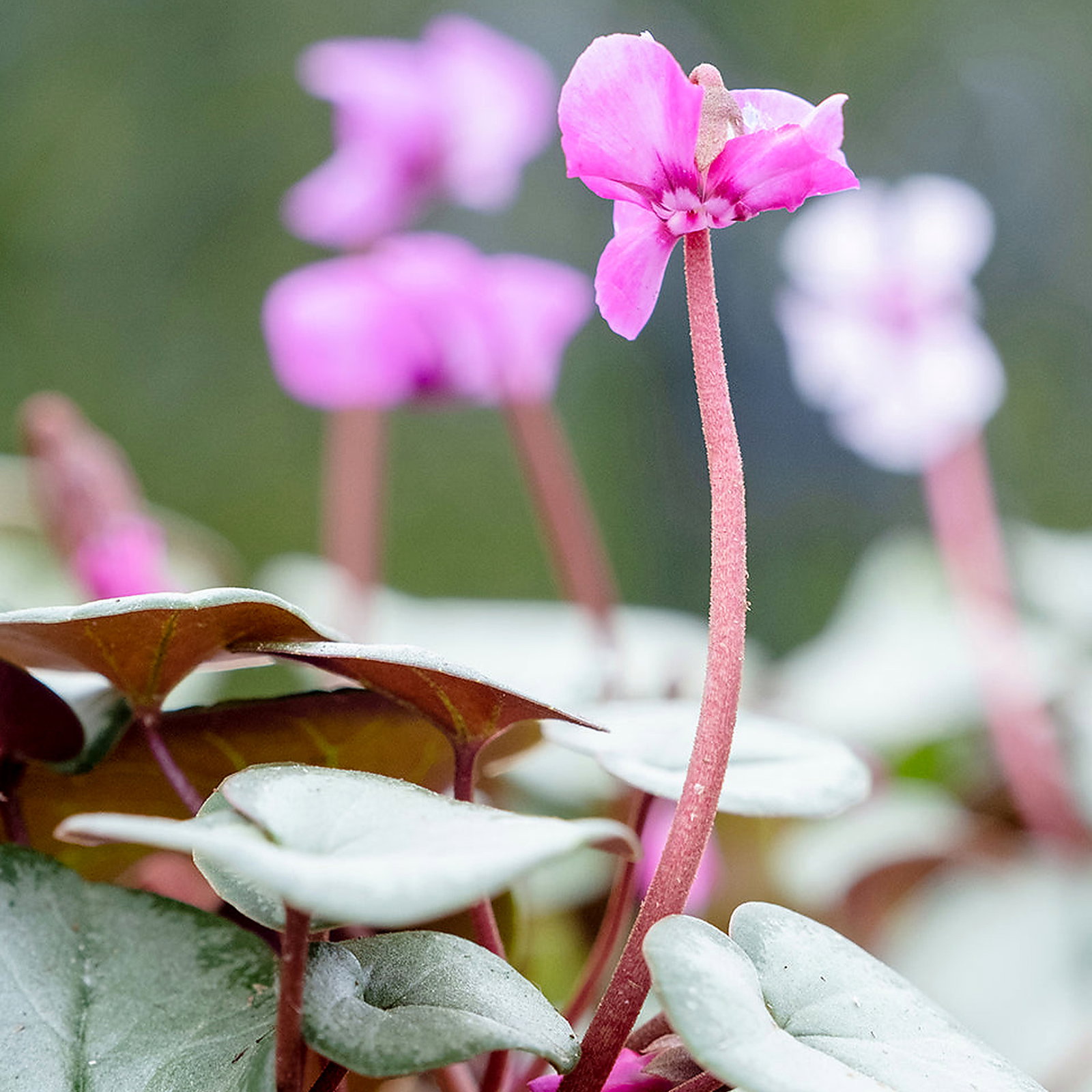 Cyclamen Coum Silver Group