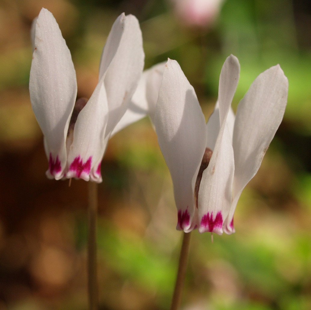 Cyclamen Cyprium