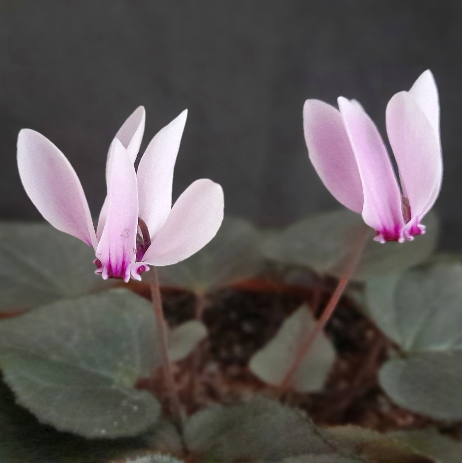 Cyclamen Graecum 'Rhodopou'