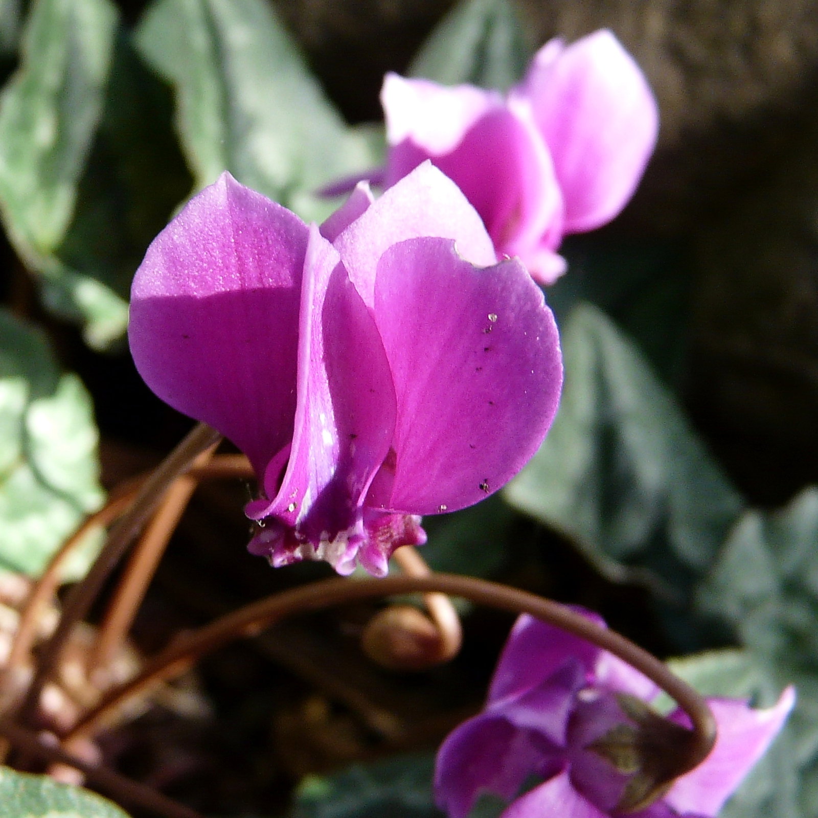 Cyclamen Hederifolium 'Ruby Glow'