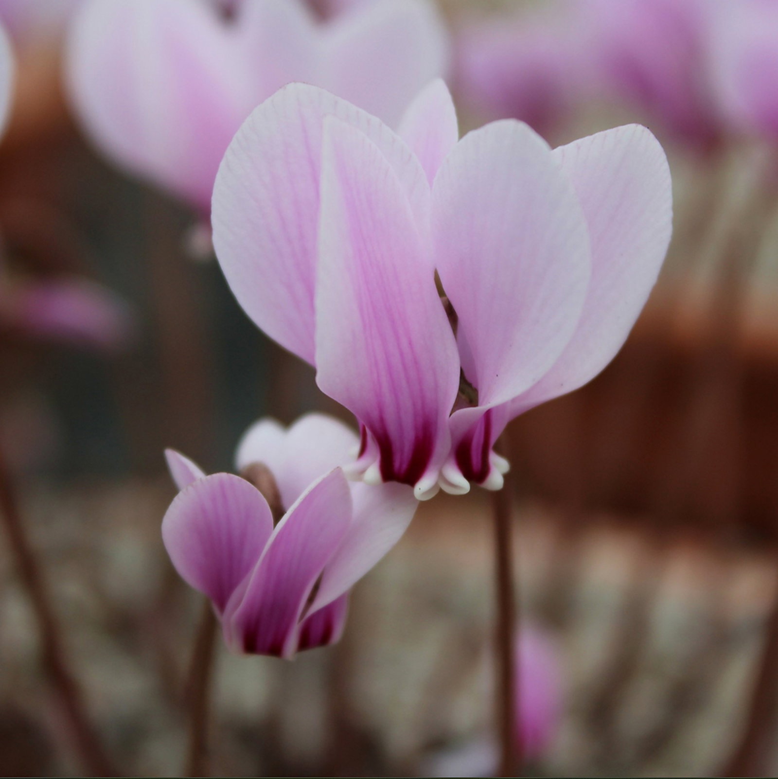 Cyclamen Hederifolium Subsp Crassifolium