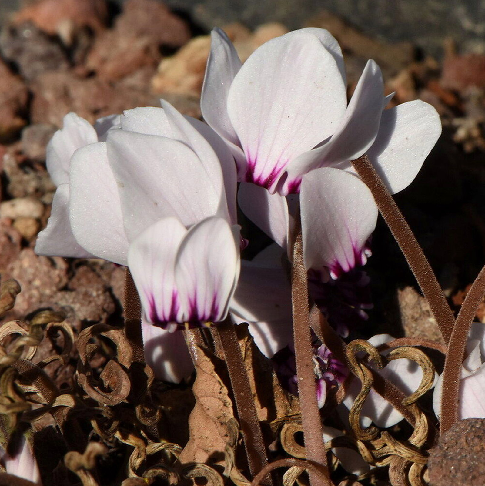 Cyclamen Hildebrandii