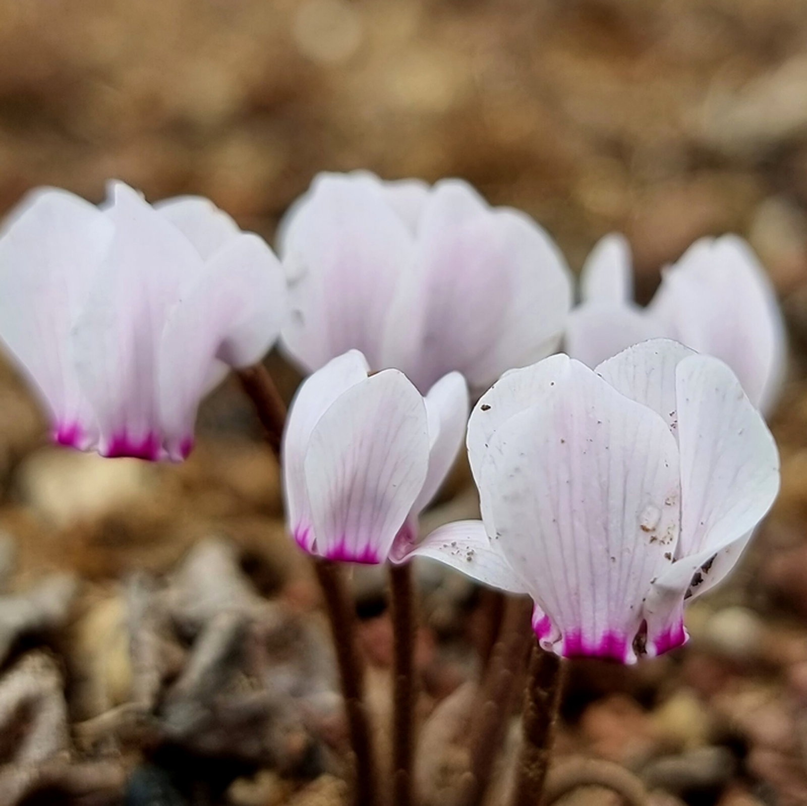 Cyclamen Maritimum