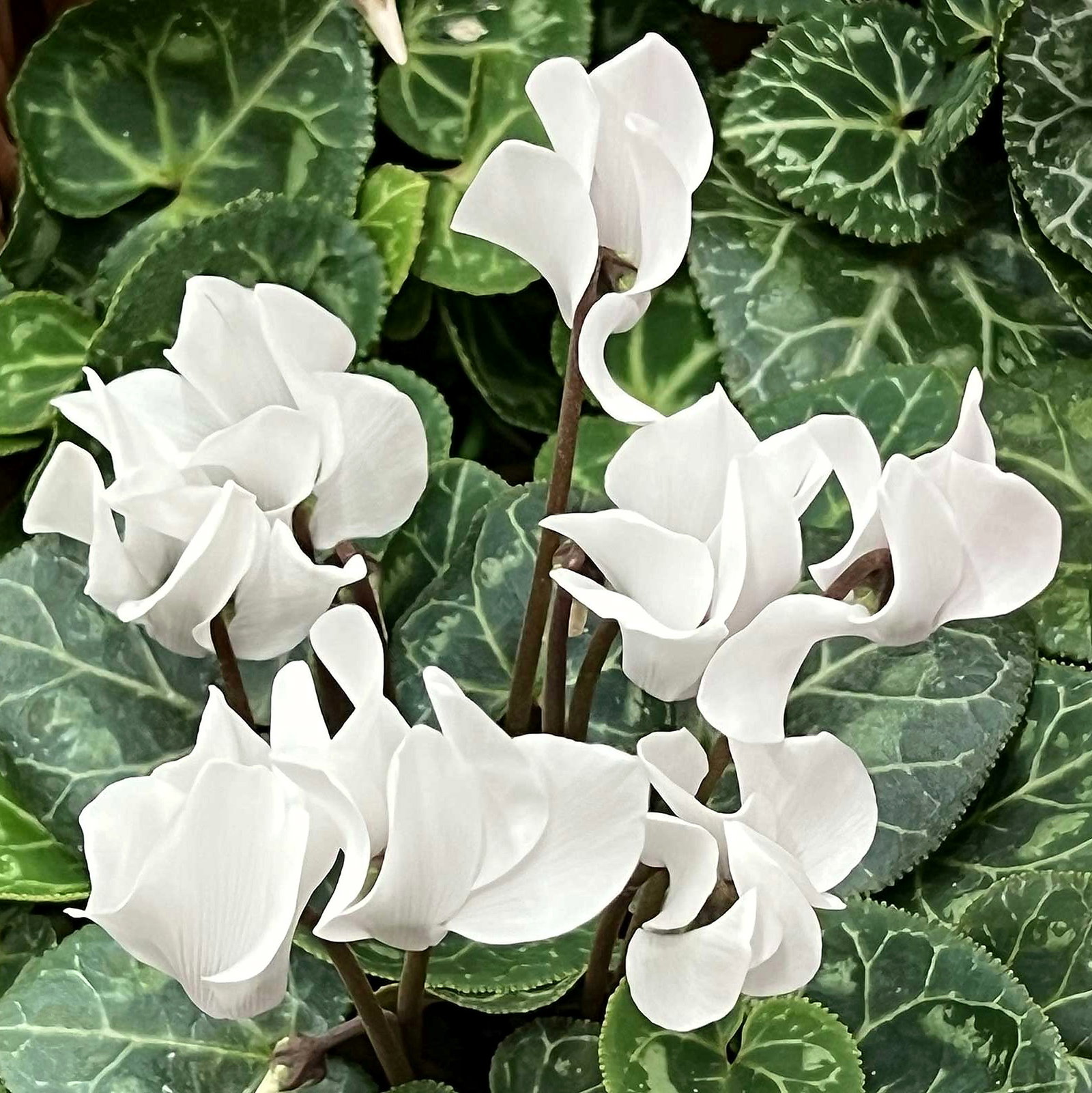 Cyclamen Persicum Alba
