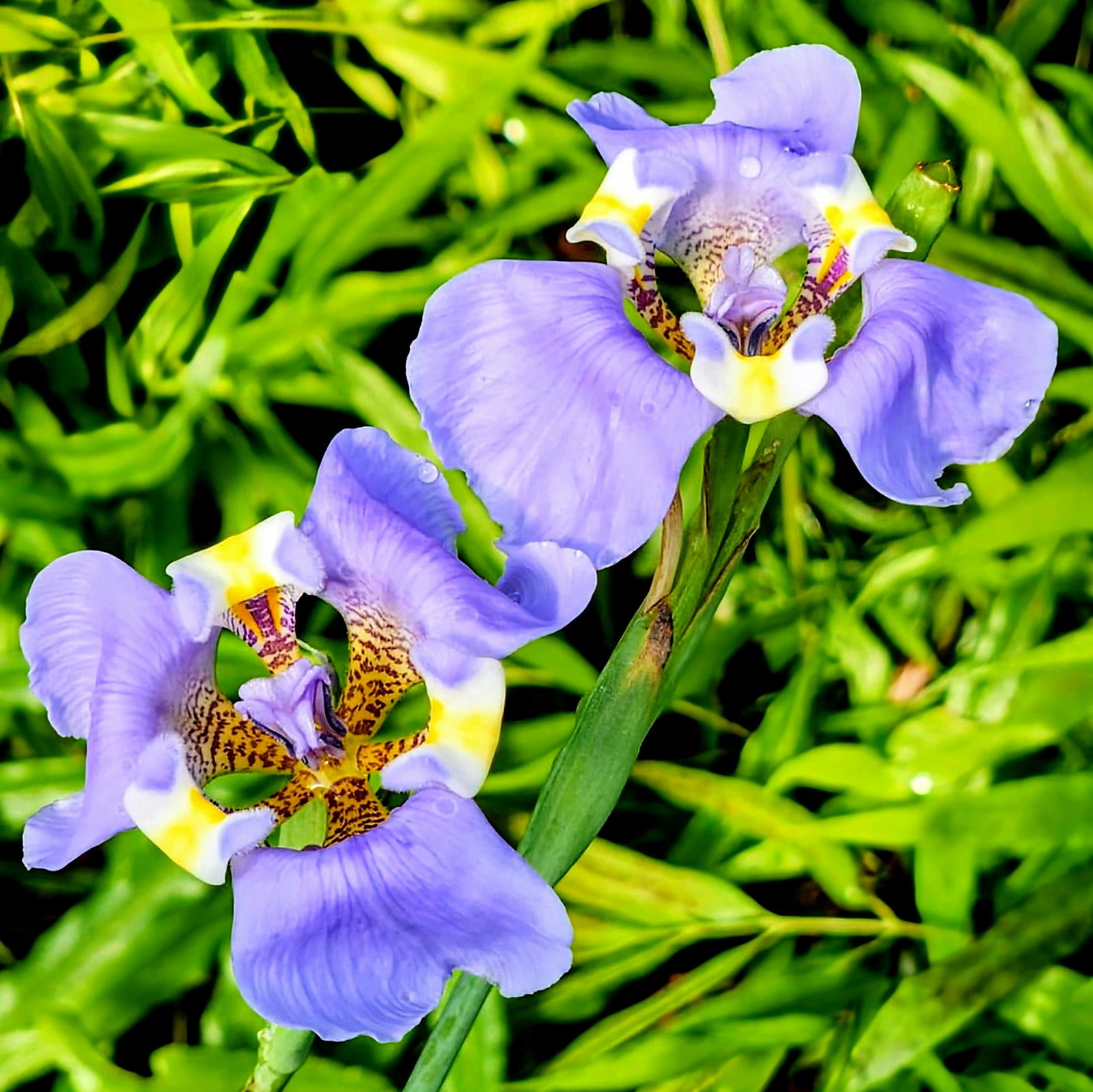 Cypella Coelestis Var. Platensis