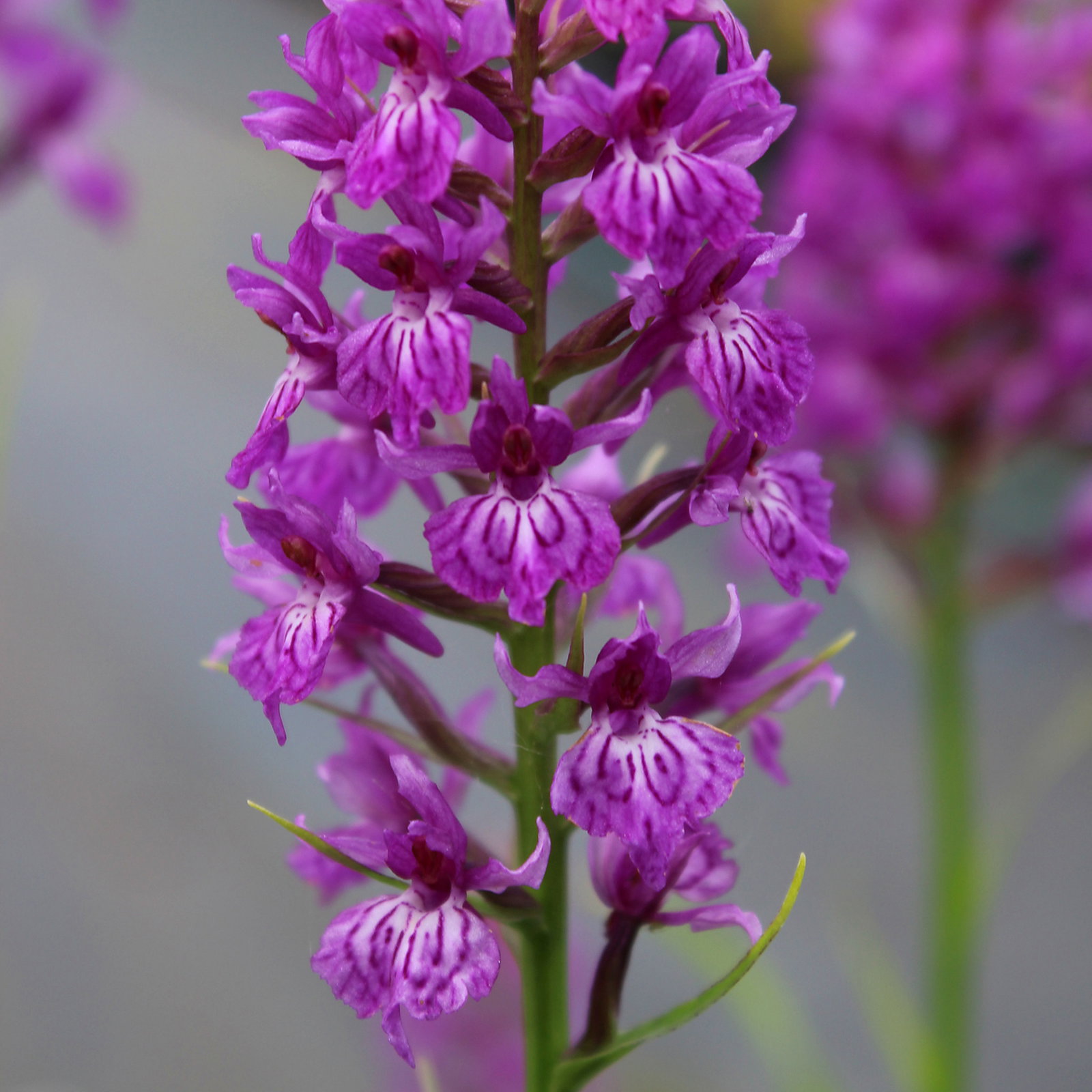 Dactylorhiza Hybrids Mixture