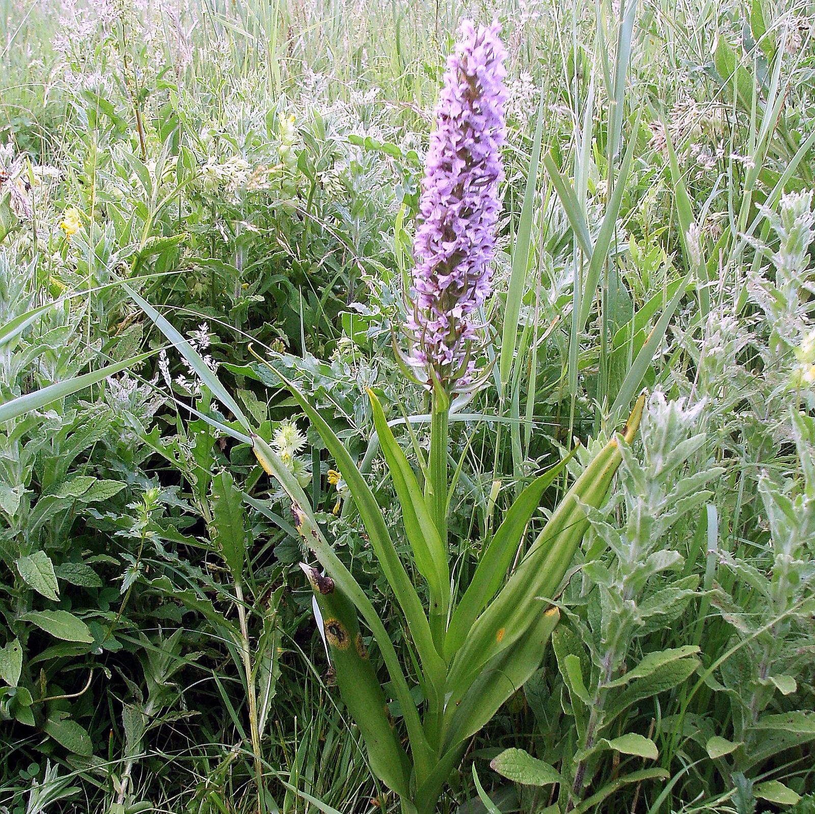 Dactylorhiza Praetermissa