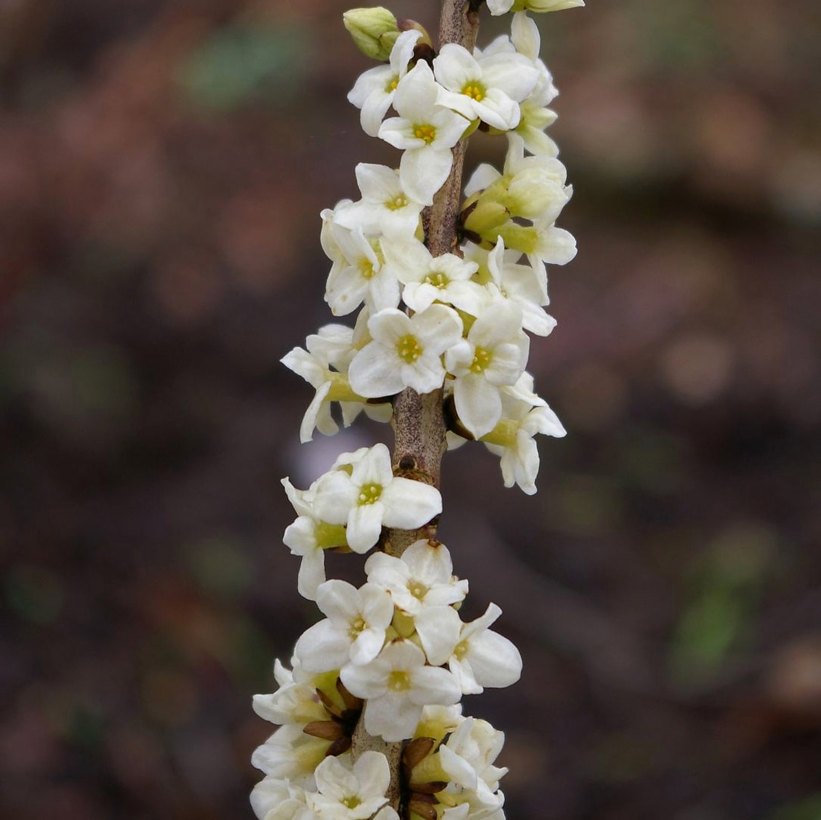 Daphne Mezereum Album ' Bowles Variety'