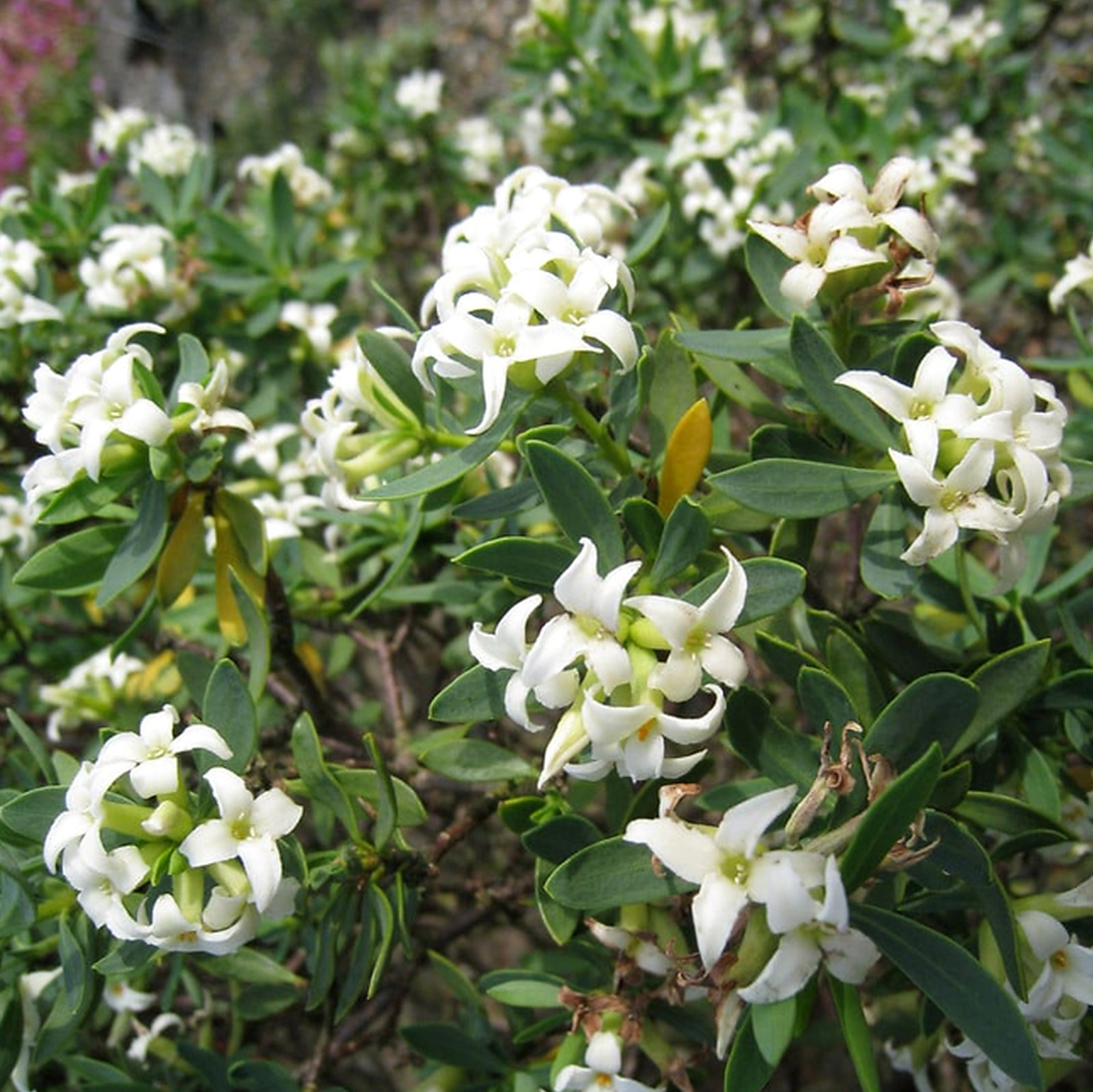 Daphne Oleoides