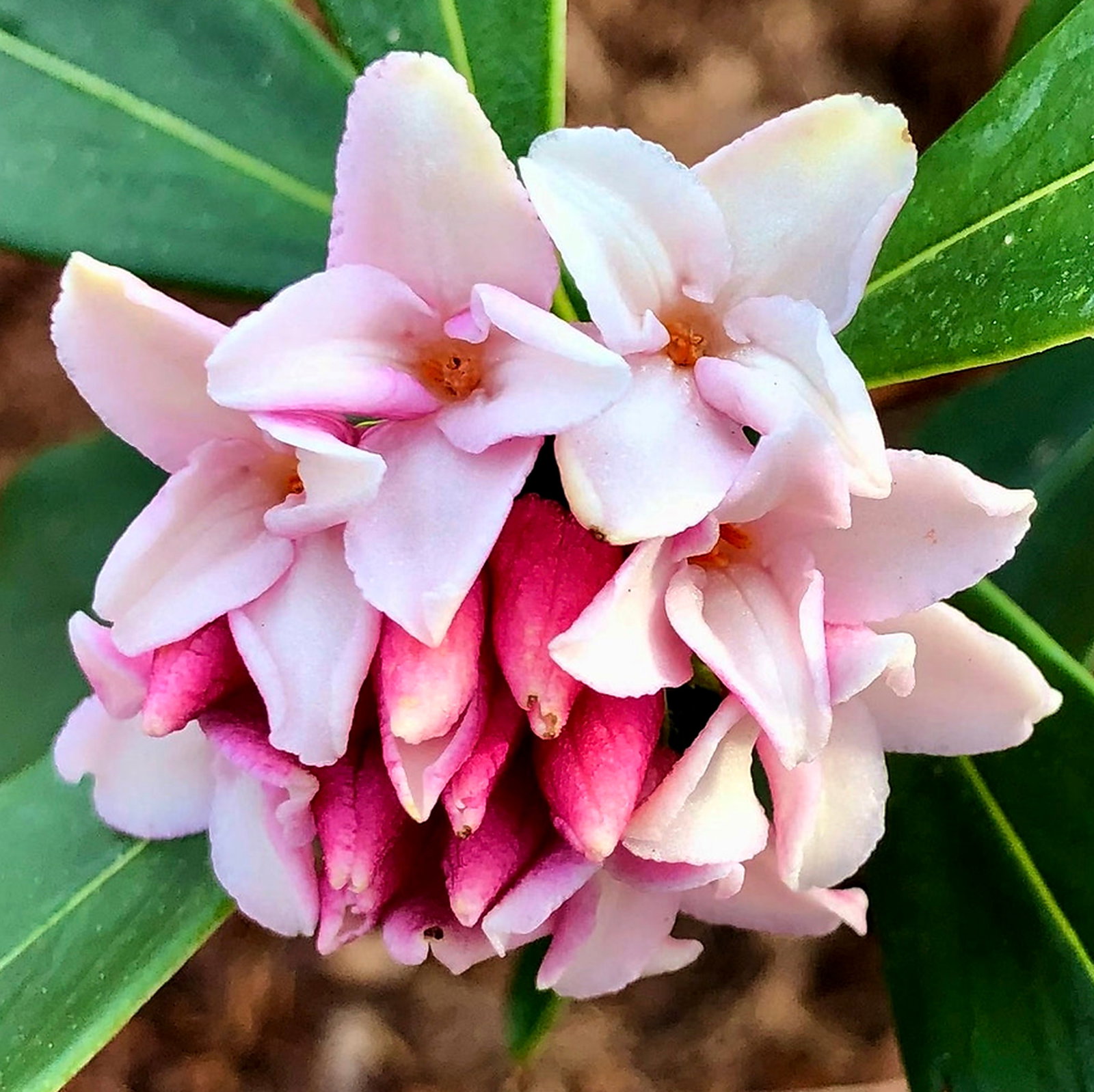Daphne Tangutica Retusa Group